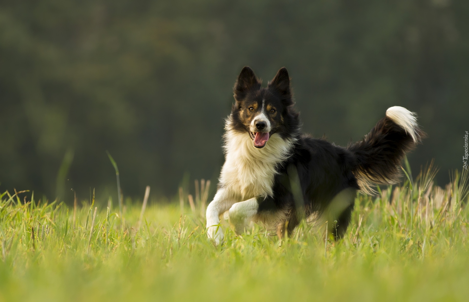 Pies, Czarno-biały, Border collie, Bieg, Trawa