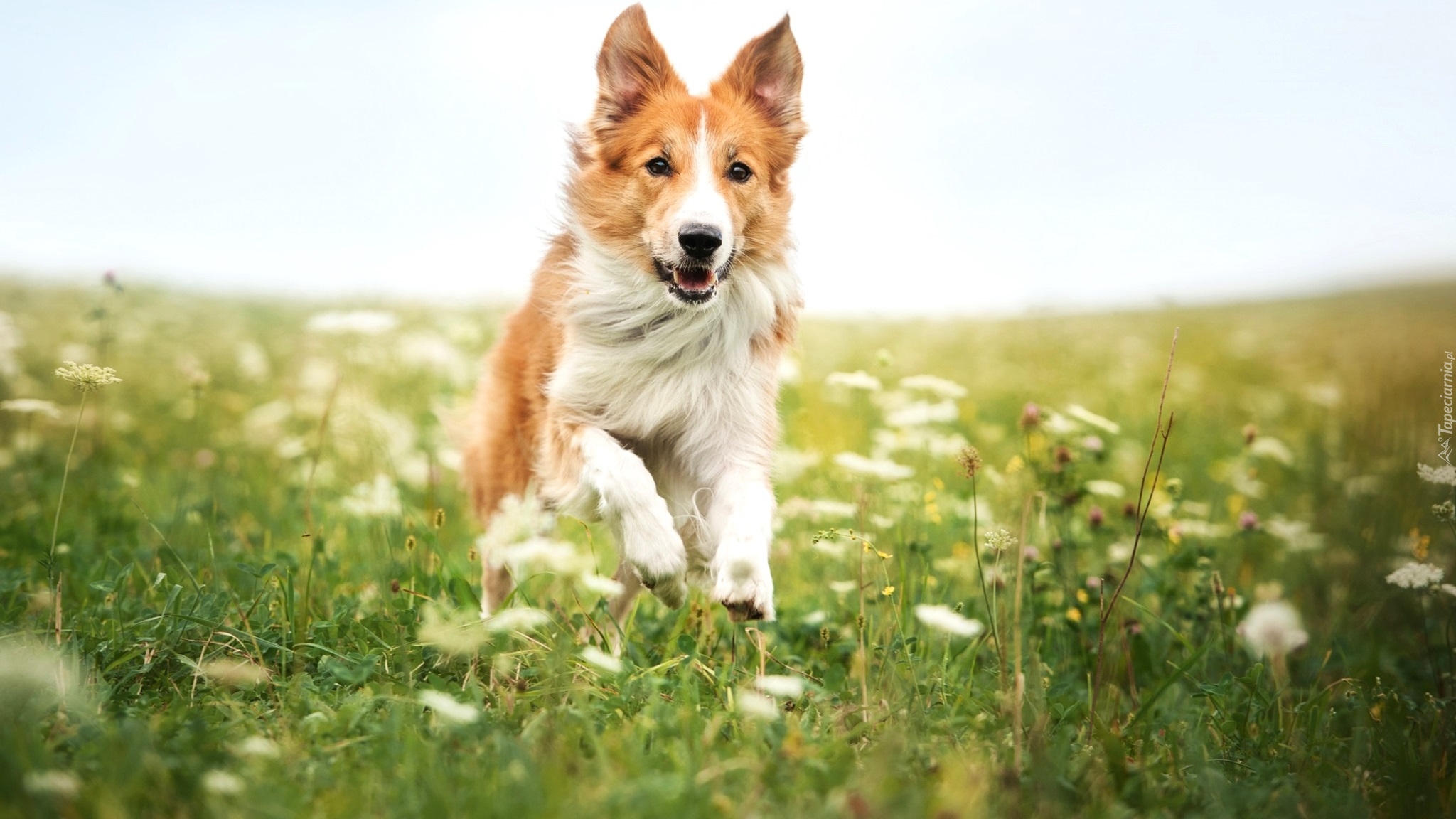 Rudy, Pies, Border collie, Łąka