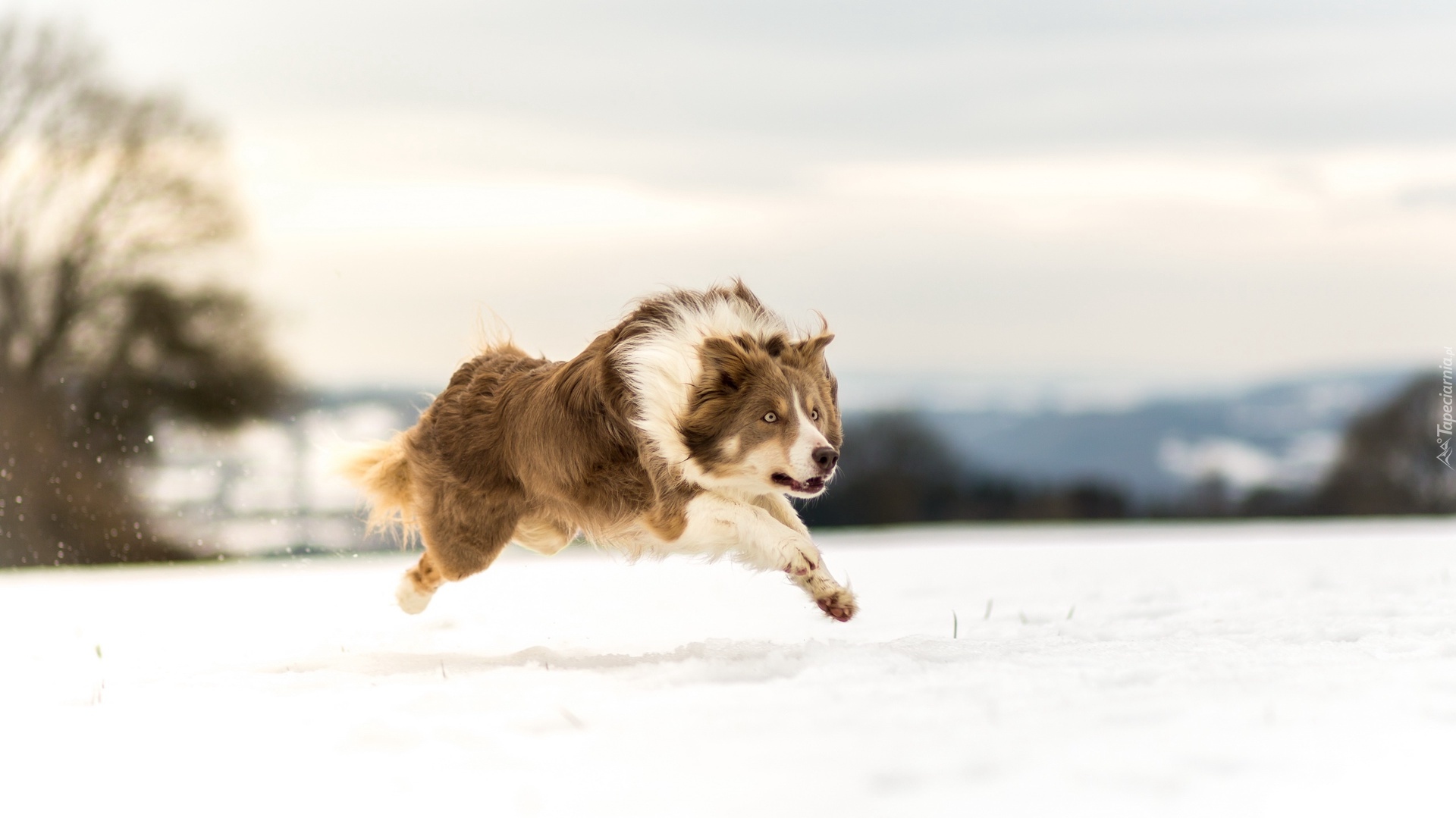 Border collie, Bieg, Śnieg