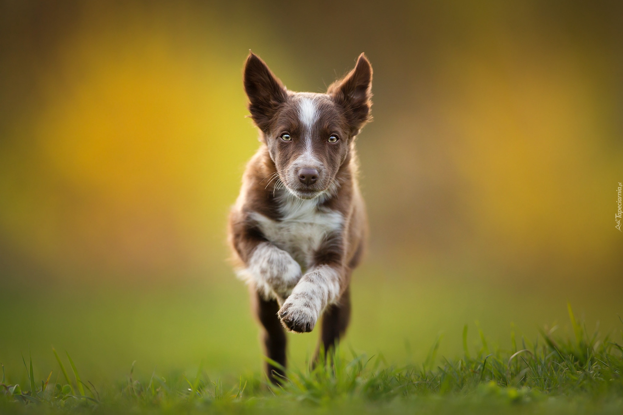 Szczeniak, Border collie, Bieg, Trawa, Rozmyte, Tło