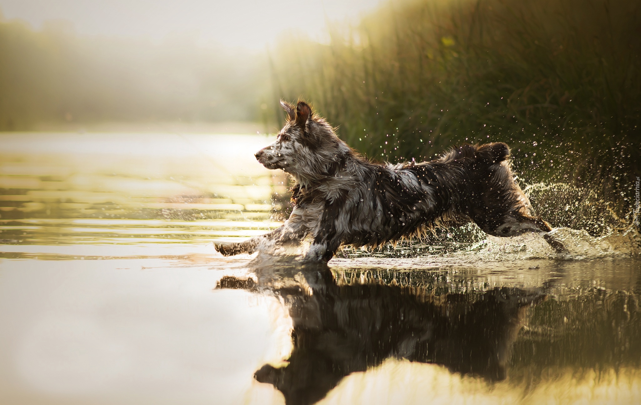 Biegnący, Pies, Border collie, Woda, Zarośla