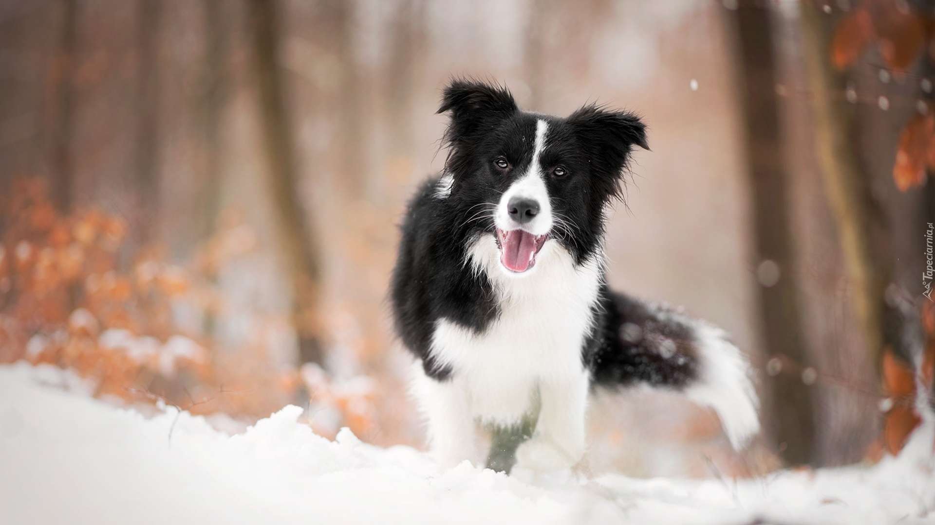 Pies, Border collie, Mordka, Śnieg
