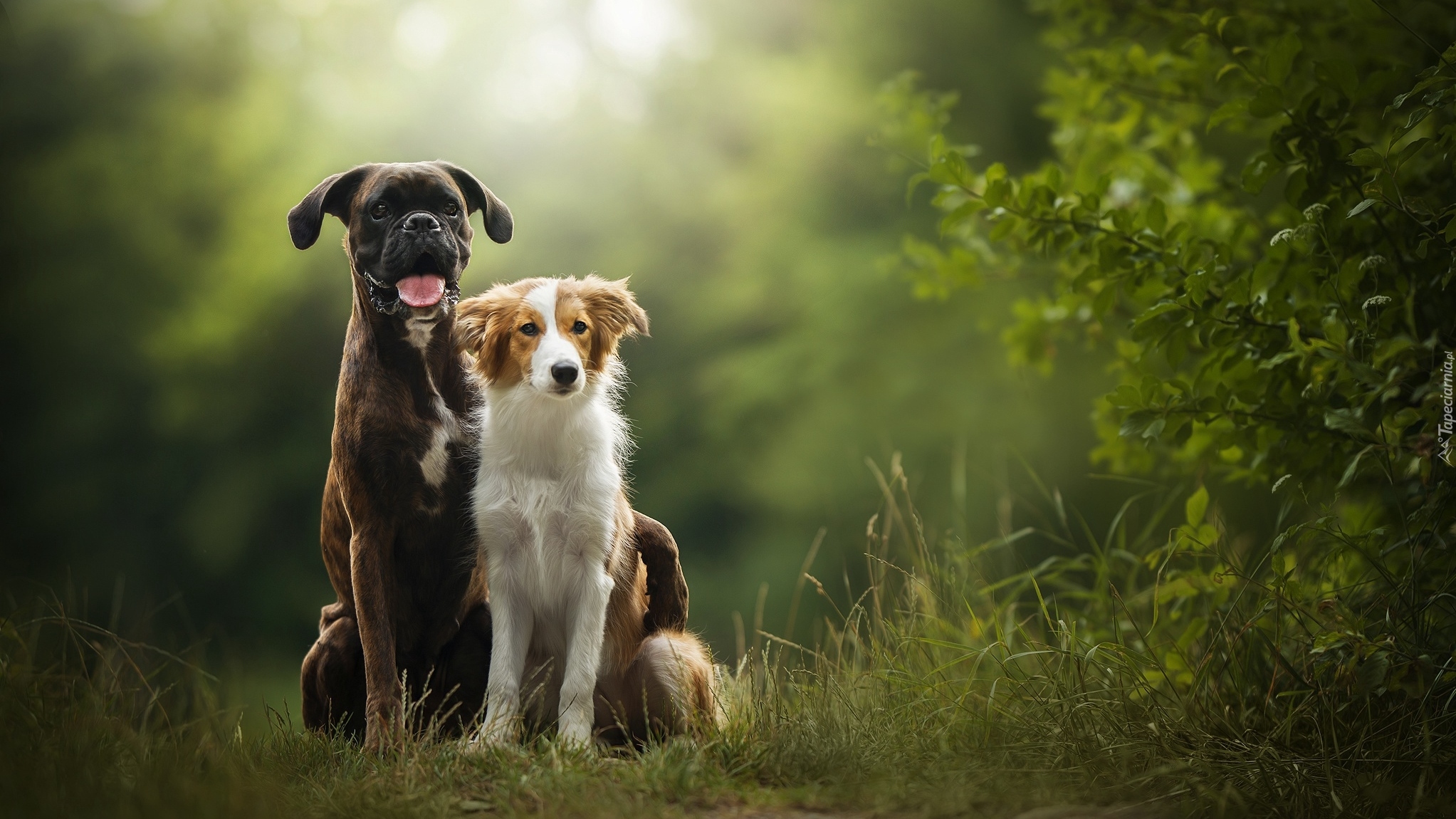 Psy, Bokser, Border collie, Krzew, Trawa