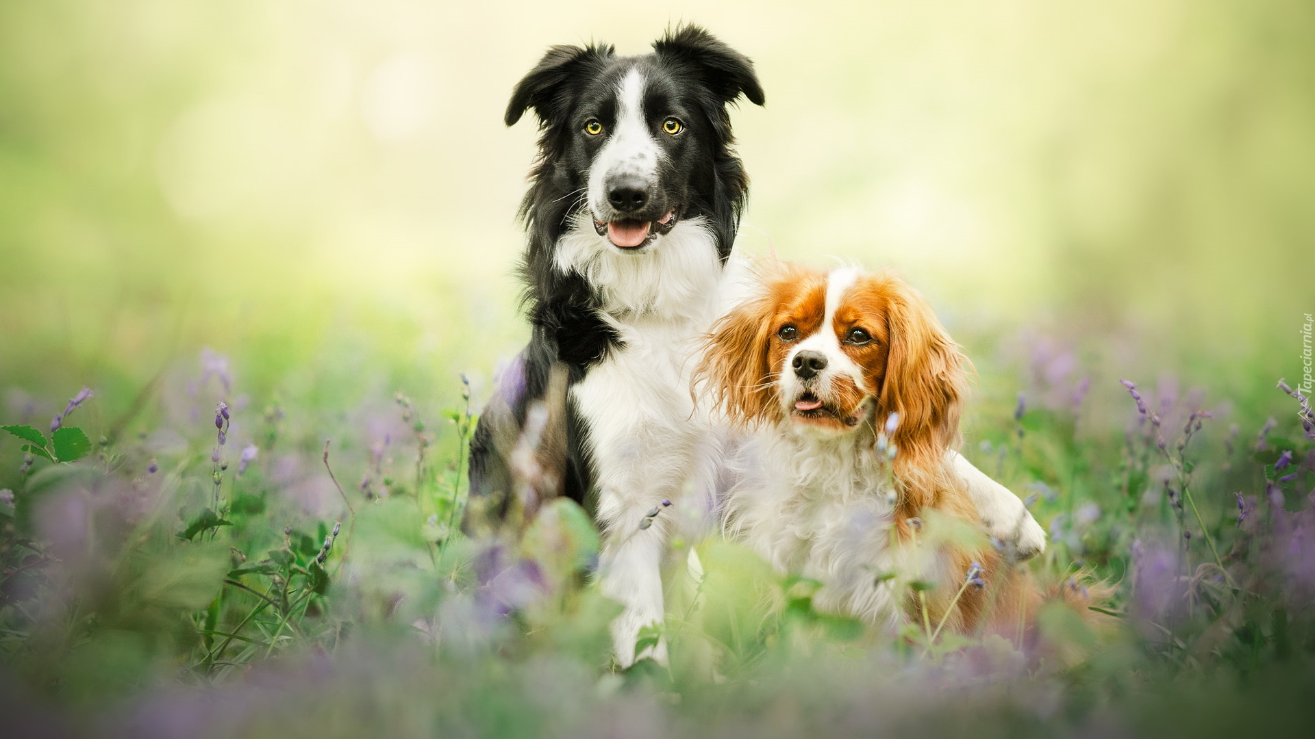 Dwa, Psy, Border collie, Cavalier king charles spaniel