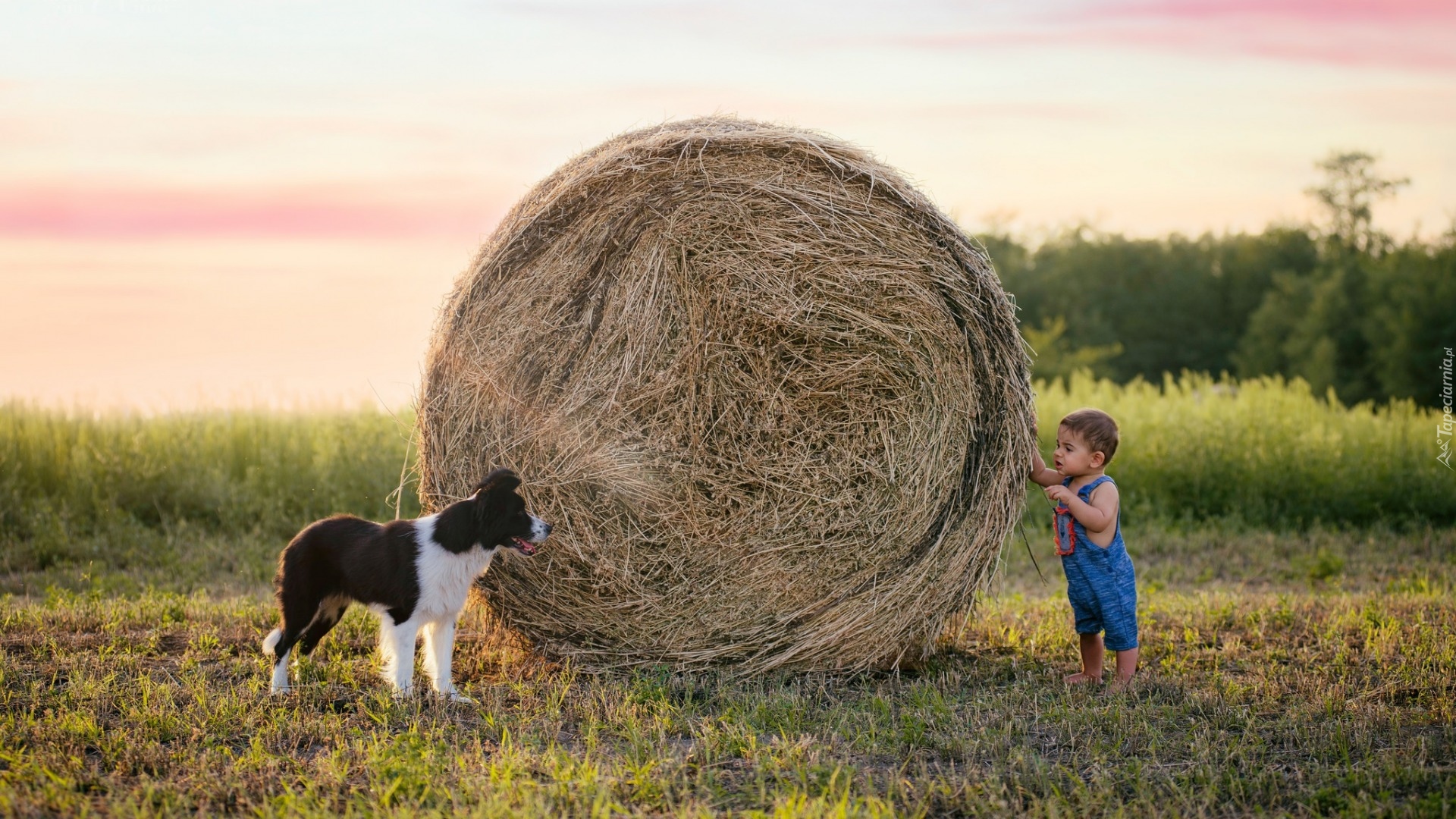 Chłopiec, Pies, Border collie, Siano, Bela