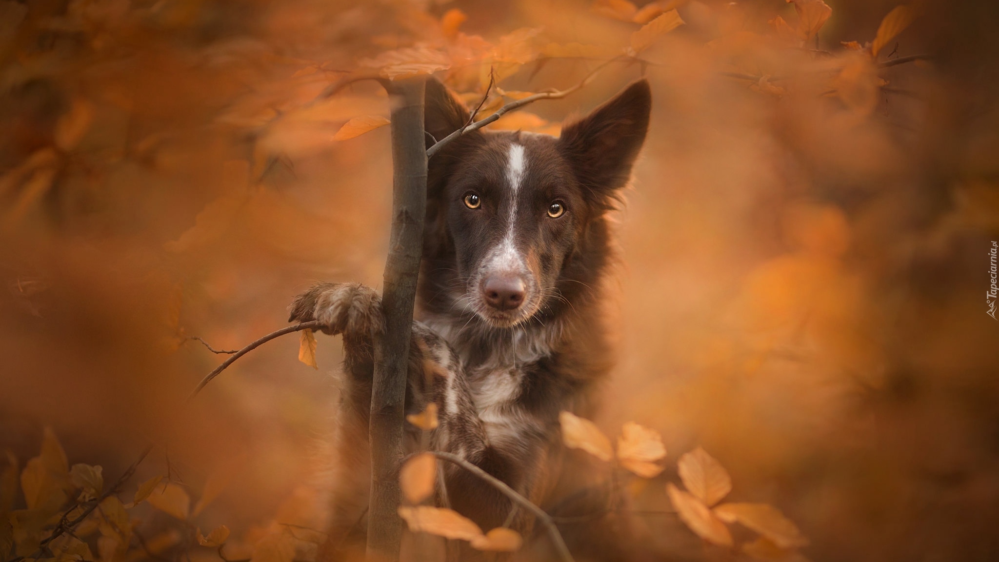 Pies, Border collie, Mordka, Drzewko, Liście, Rozmyte, Tło