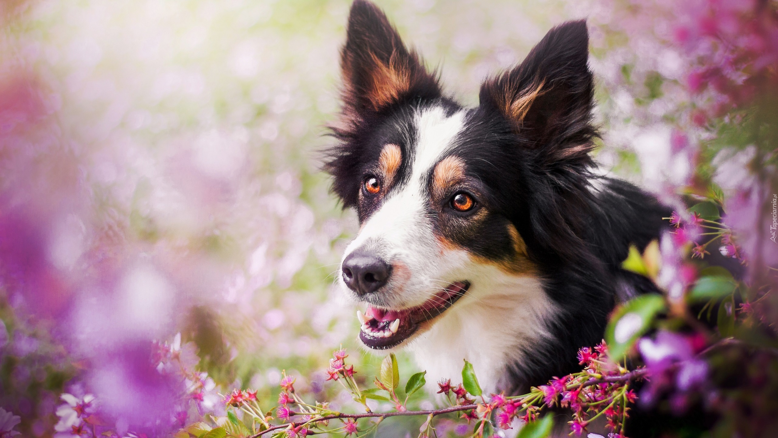 Łaciaty, Border collie, Kwiaty