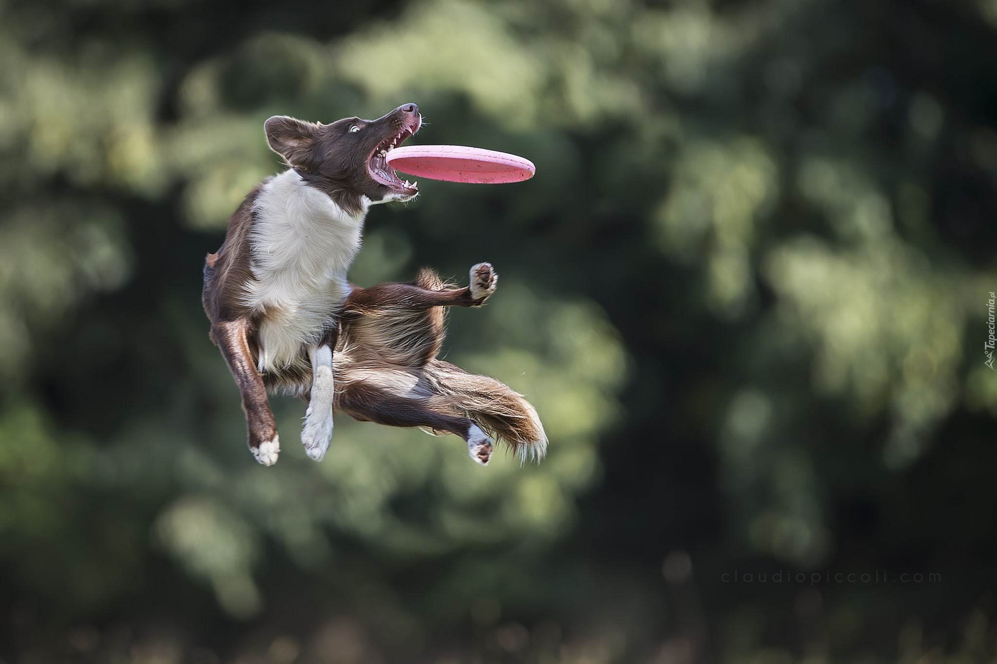 Border Collie, Sportowe, Zawody, Frisbee