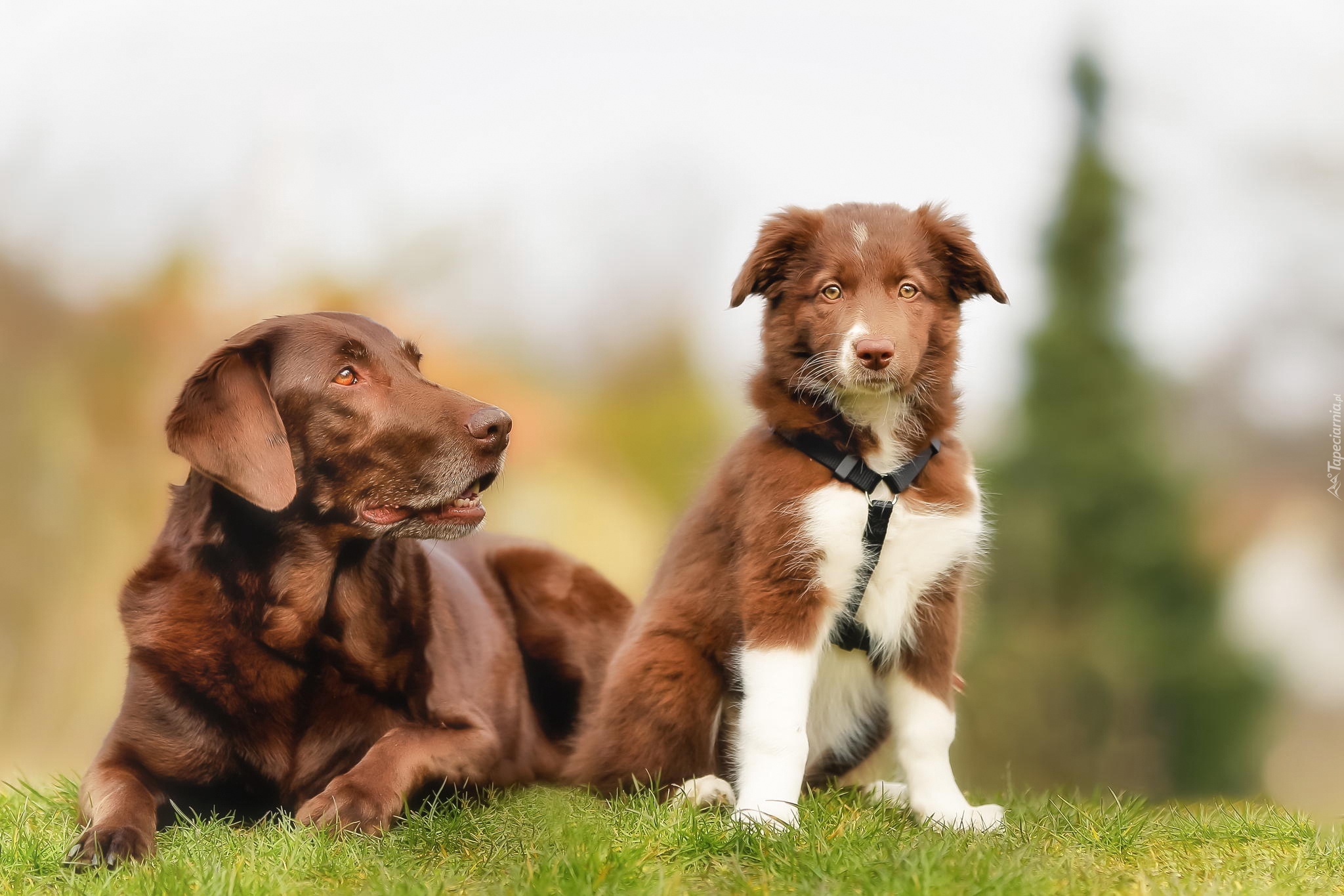 Dwa, Psy, Labrador retriever, Border collie