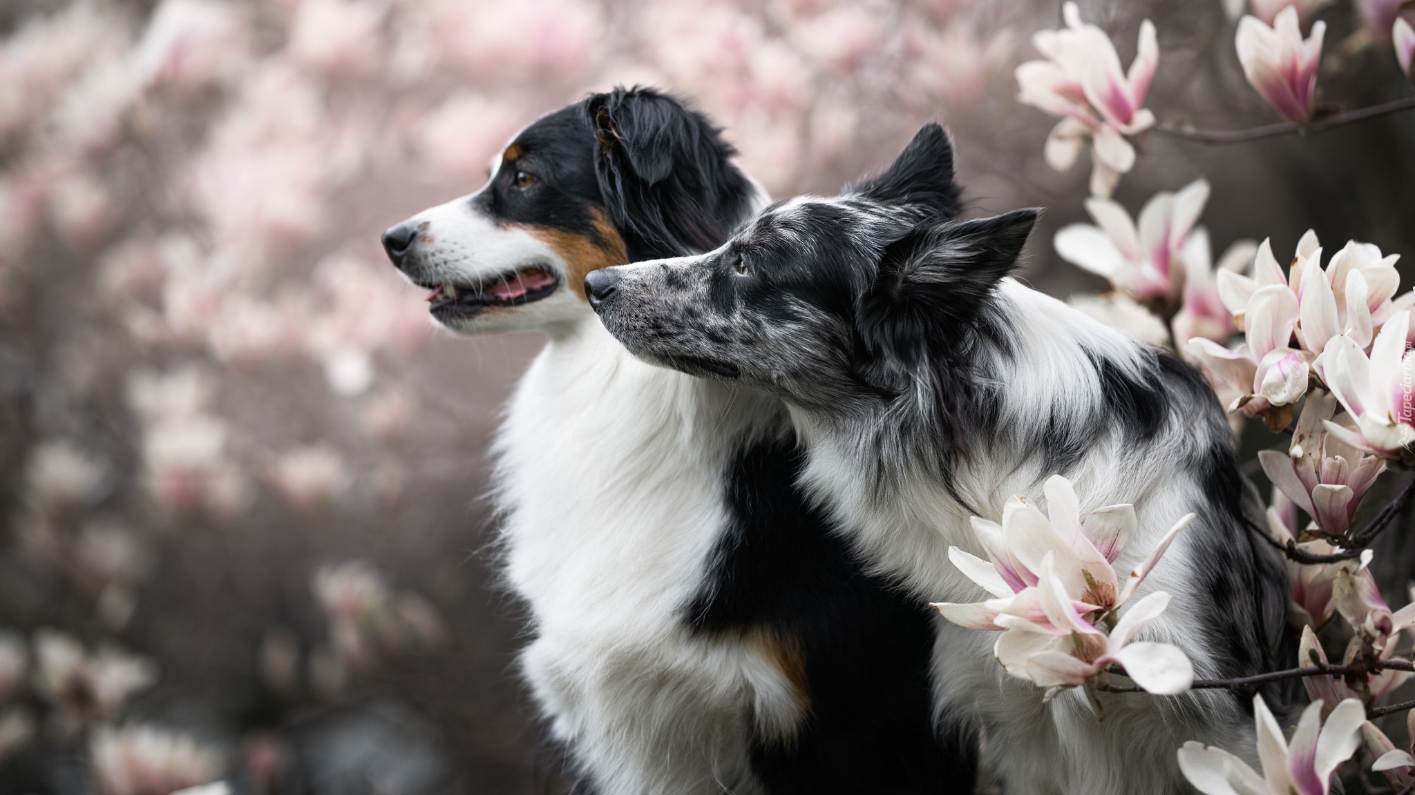 Psy, Border collie, Owczarek australijski, Kwiaty, Magnolie