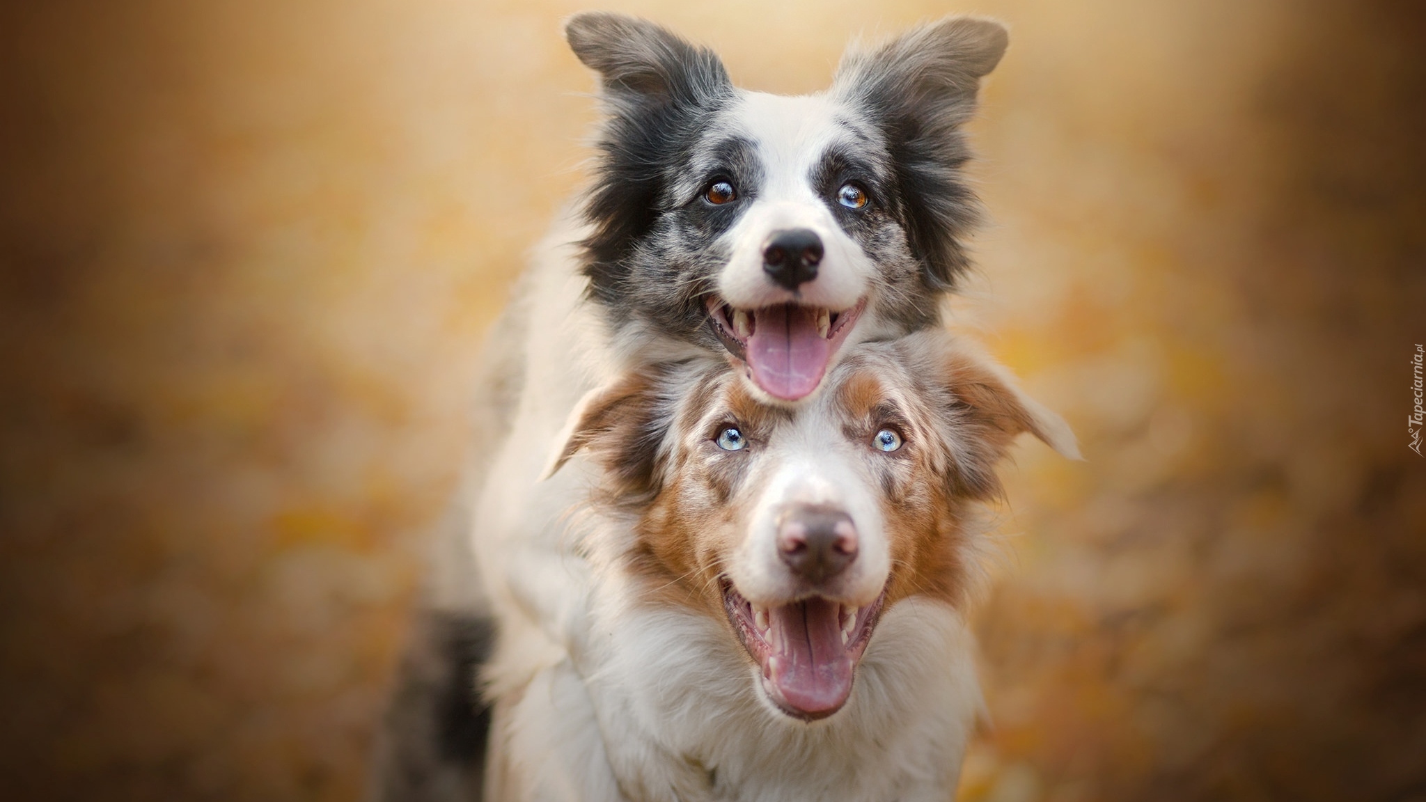 Psy, Border collie, Owczarek australijski