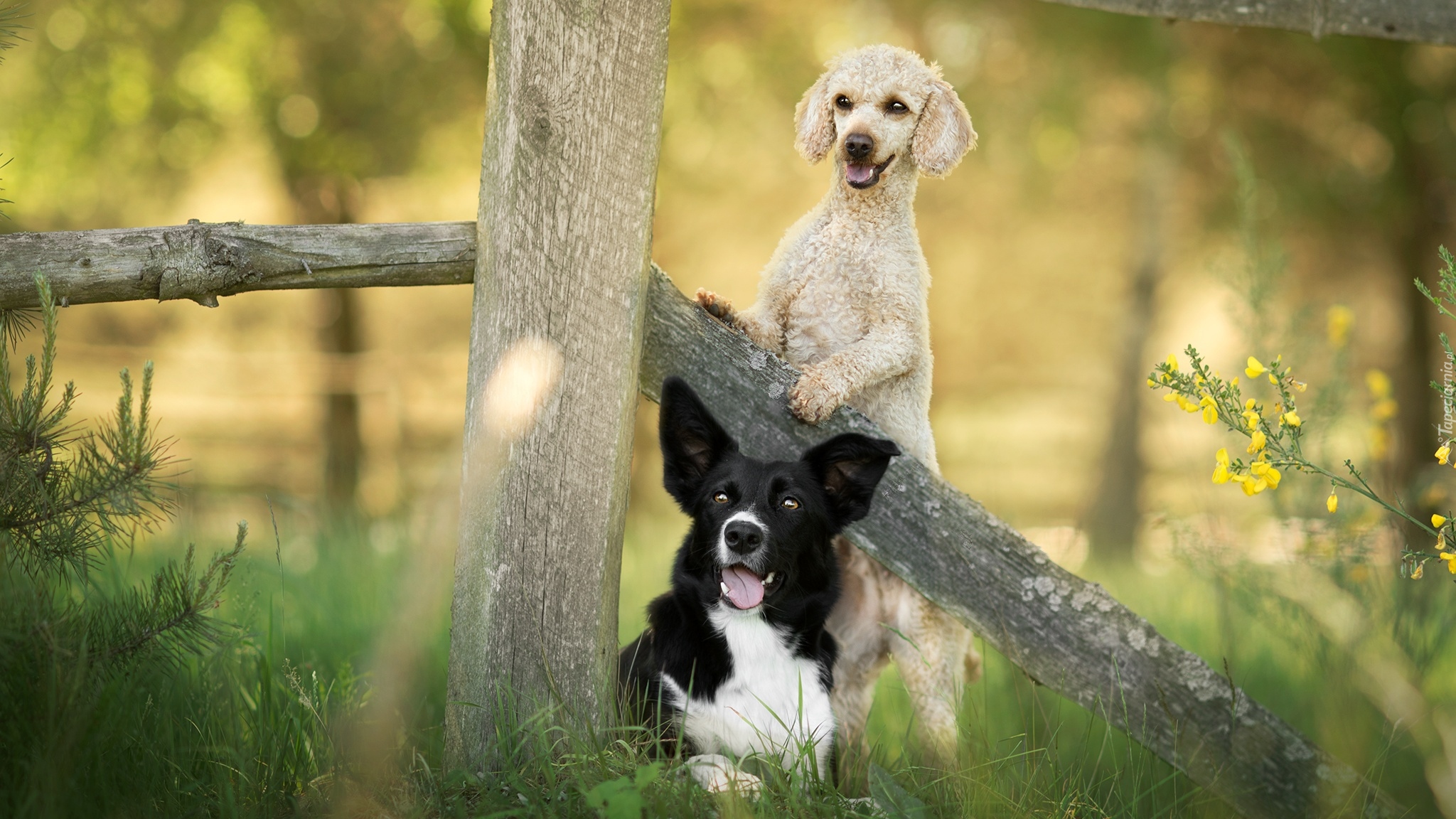 Psy, Border collie, Pudel, Płot, Trawa, Kwiaty, Rośliny