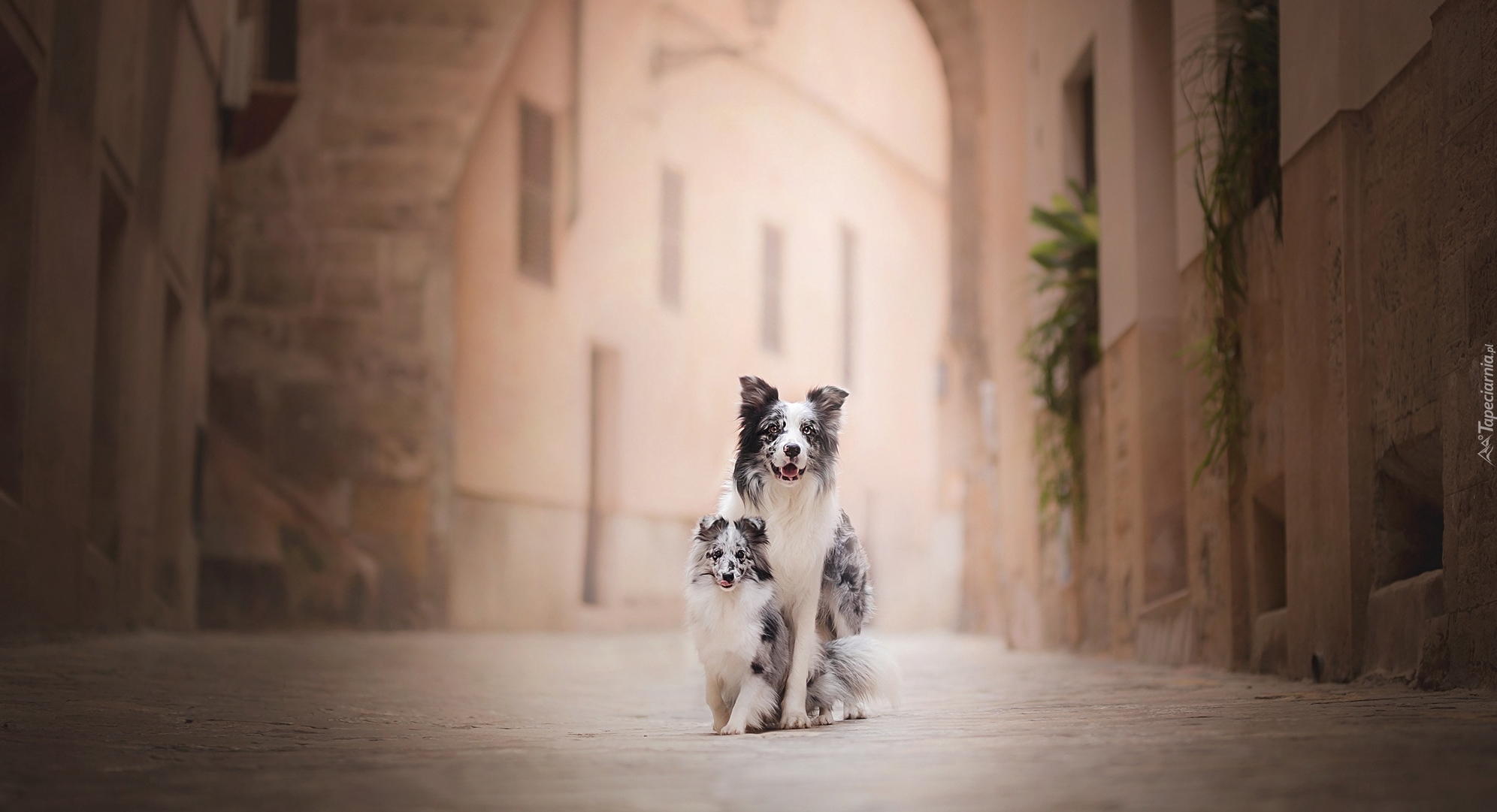 Psy, Border collie, Szczeniak, Owczarek szetlandzki, Uliczka, Kamienice