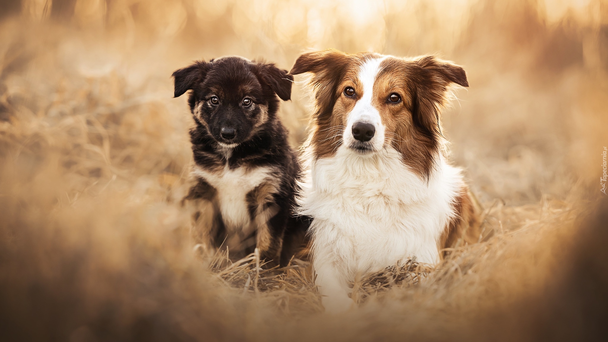 Pies, Border collie, Szczeniak, Rozmycie