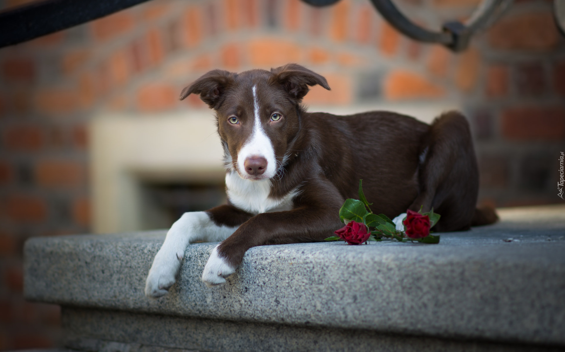 Pies, Krótkowłosy, Border collie, Kwiaty, Murek