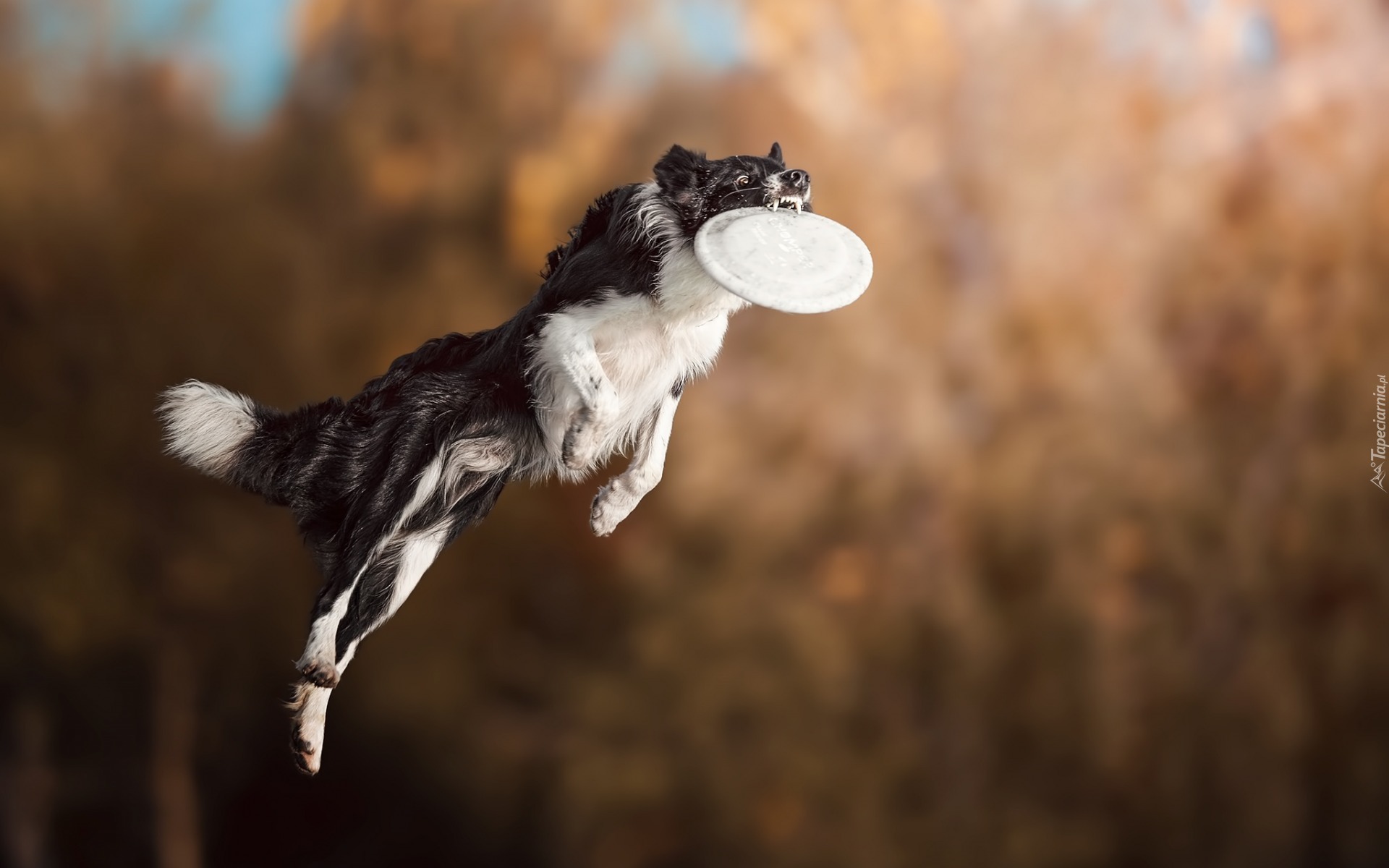 Border collie, Frisbee