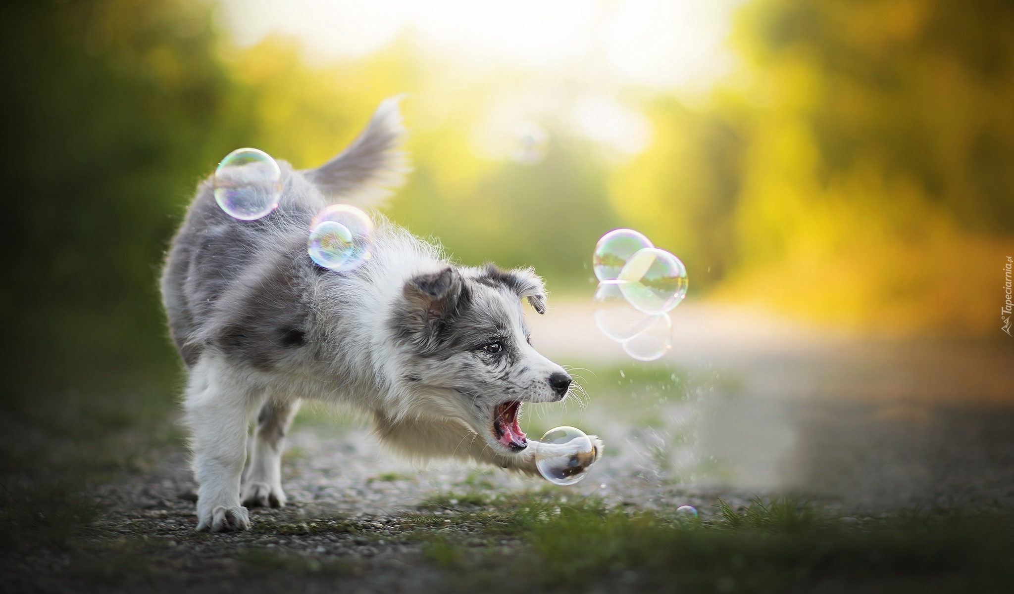 Pies, Border collie, Zabawa, Bańki