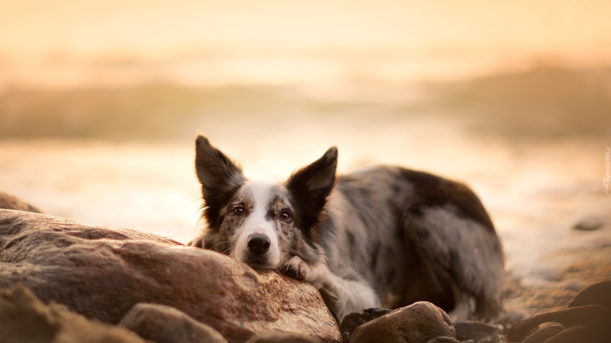 Pies, Border collie, Mordka, Kamienie