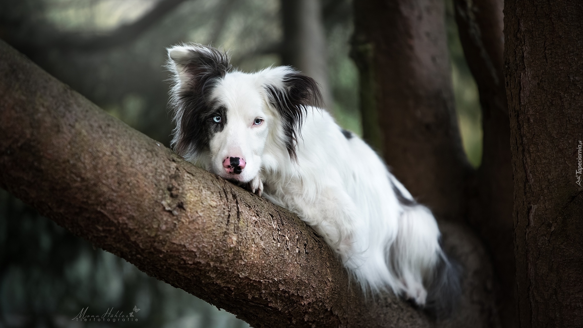 Pies, Leżący, Border collie, Drzewo, Konar