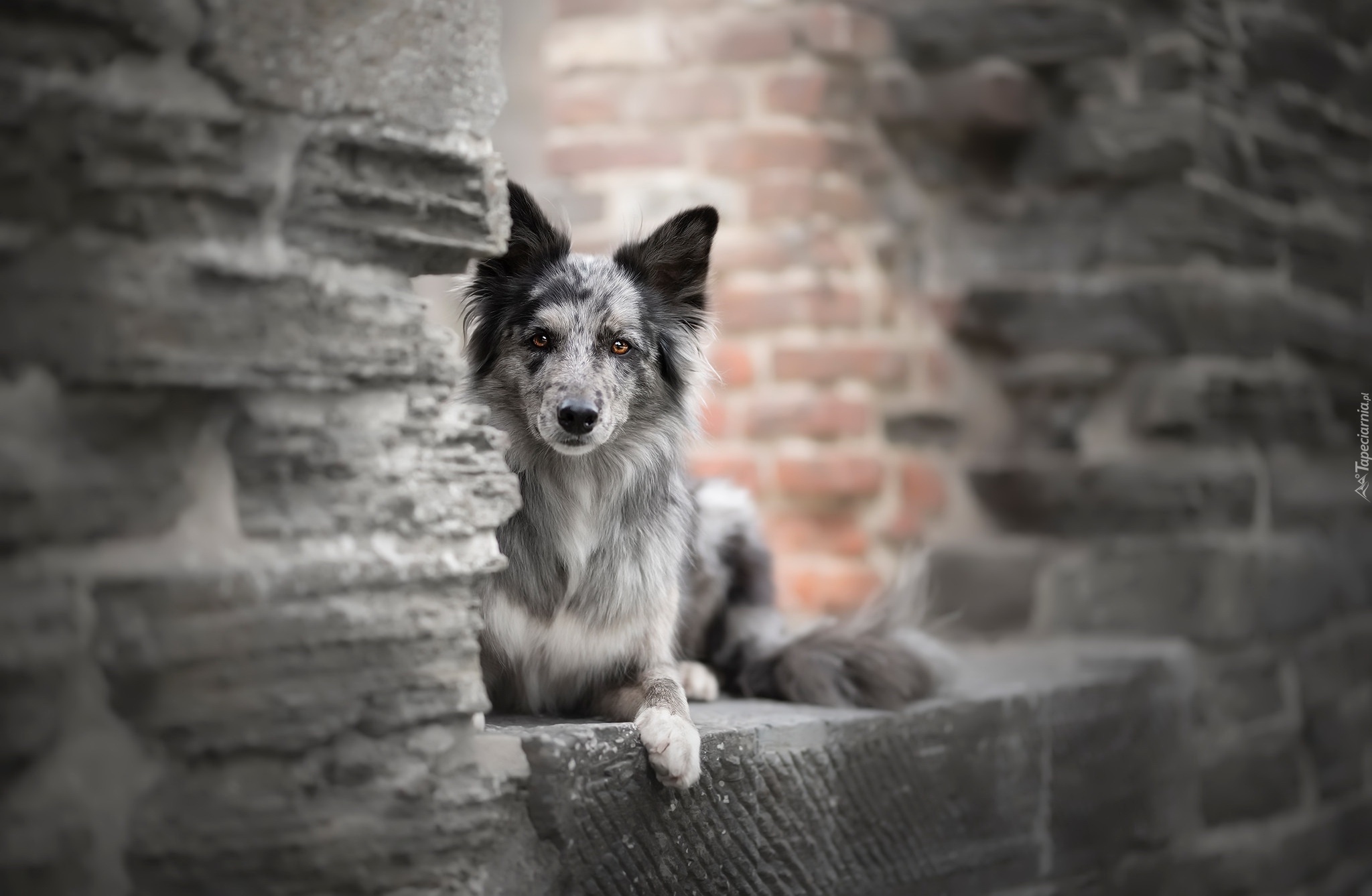 Pies, Border collie, Mur, Cegły