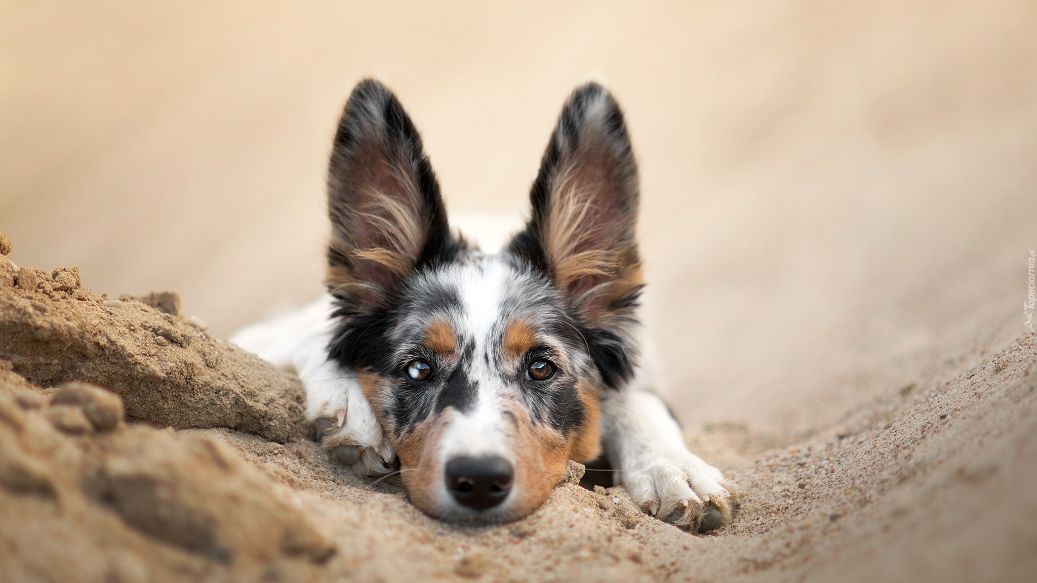 Pies, Border collie, Mordka, Piasek