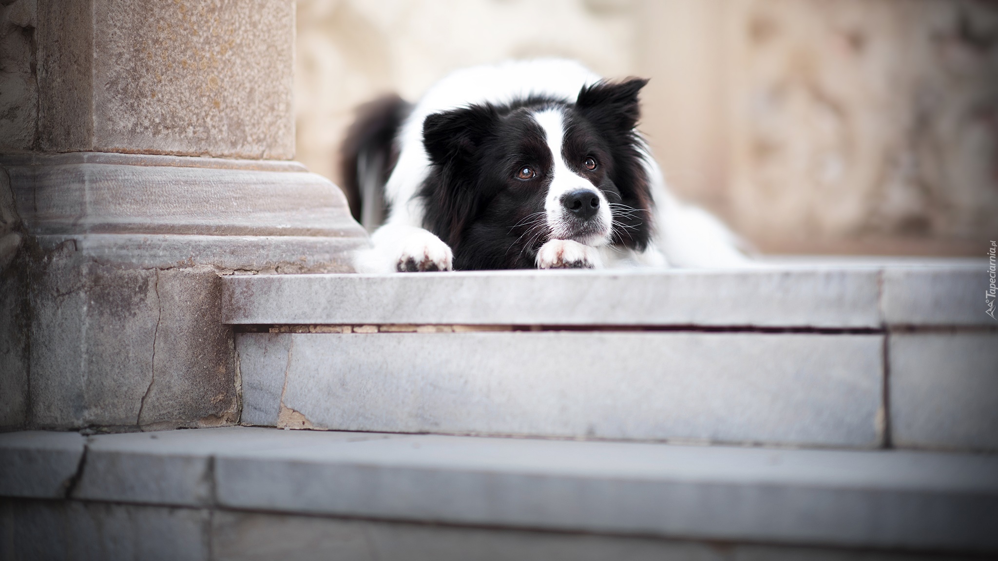 Pies, Leżący, Border collie, Mordka, Schody