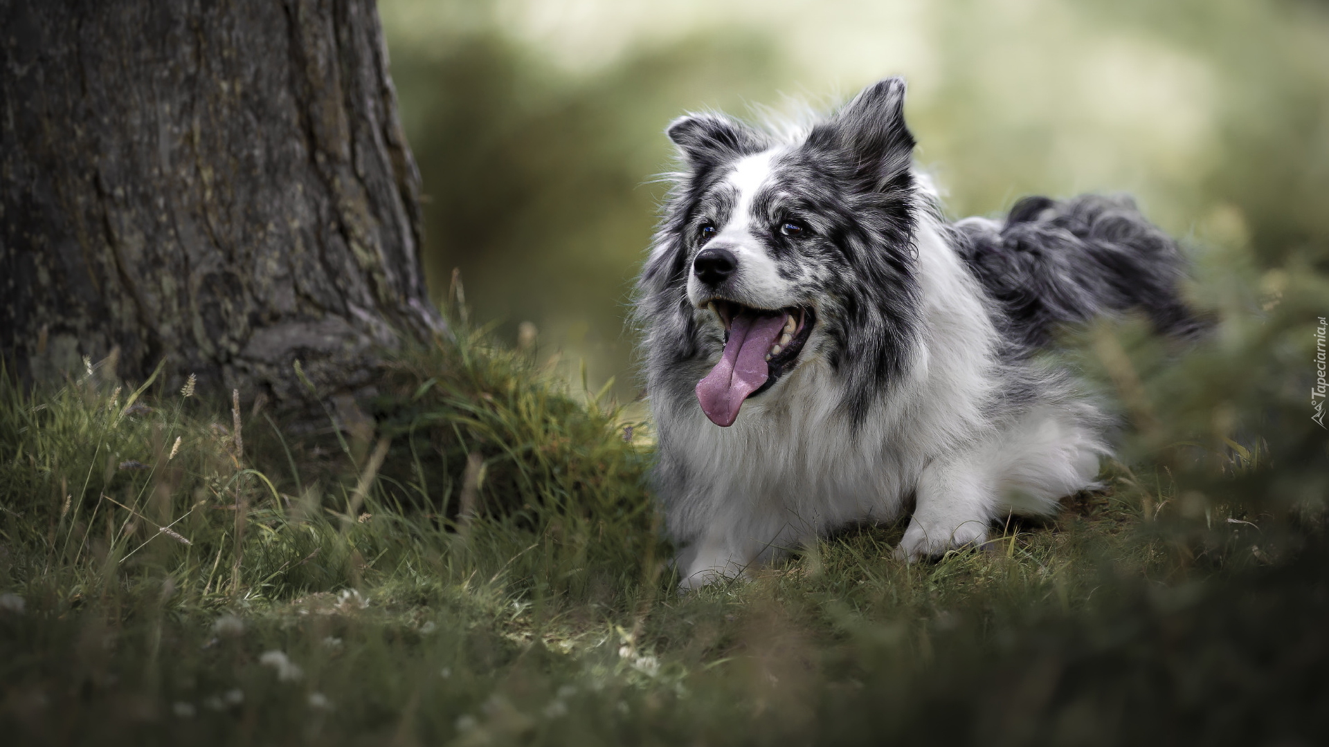 Border collie, Drzewo, Trawa