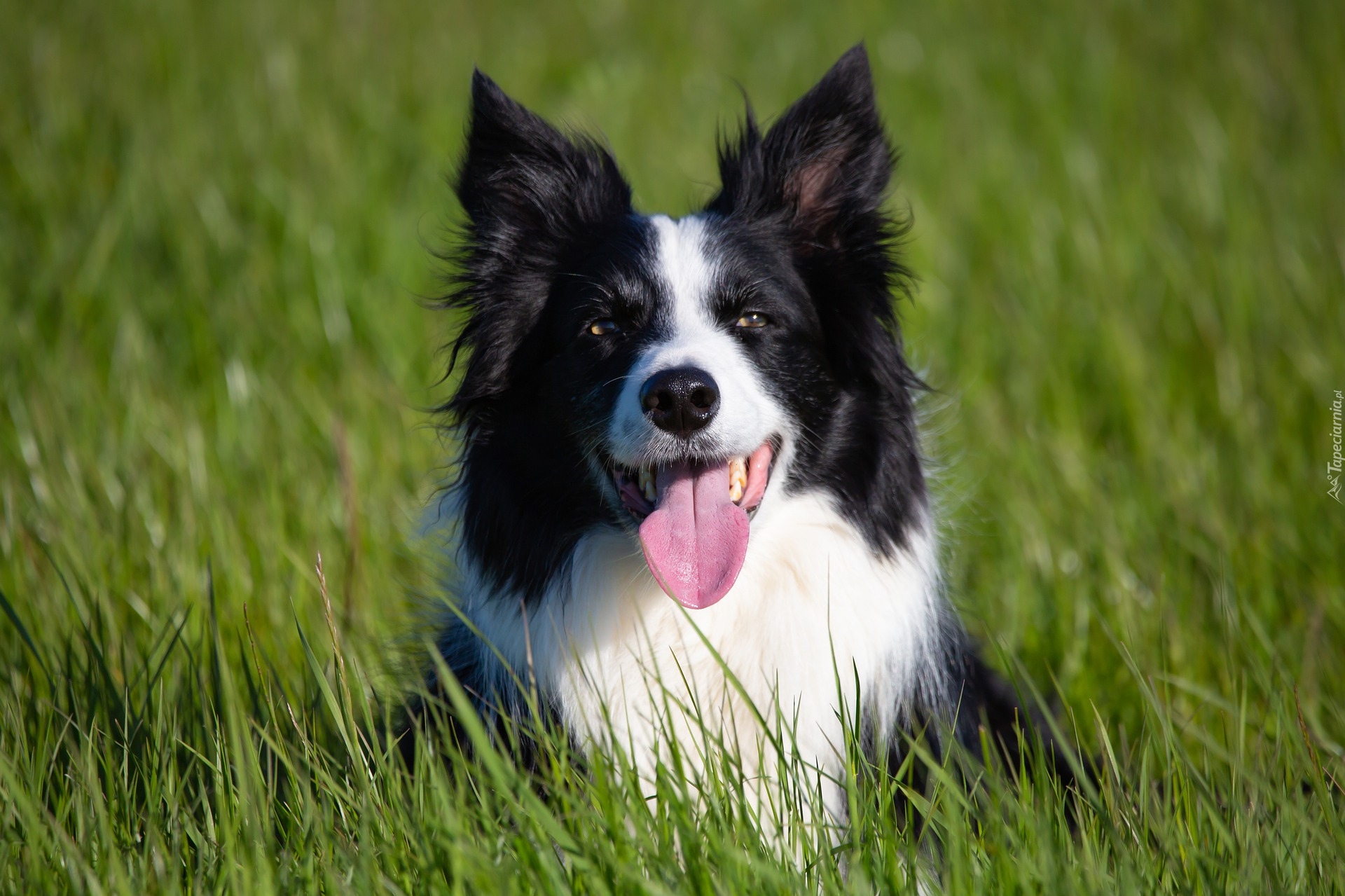 Pies, Border collie, Zielona, Trawa