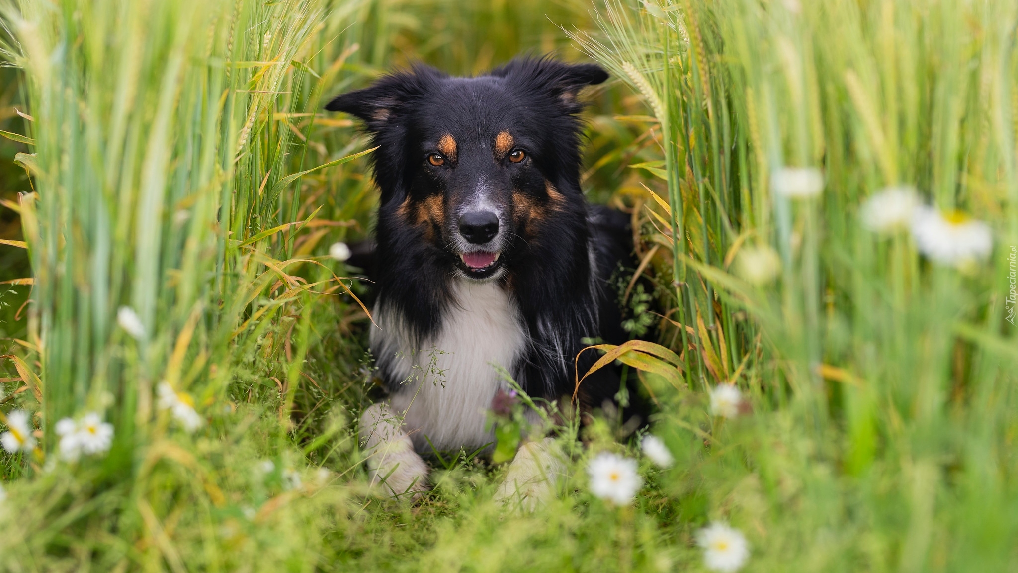 Leżący, Pies, Border collie, Zboże