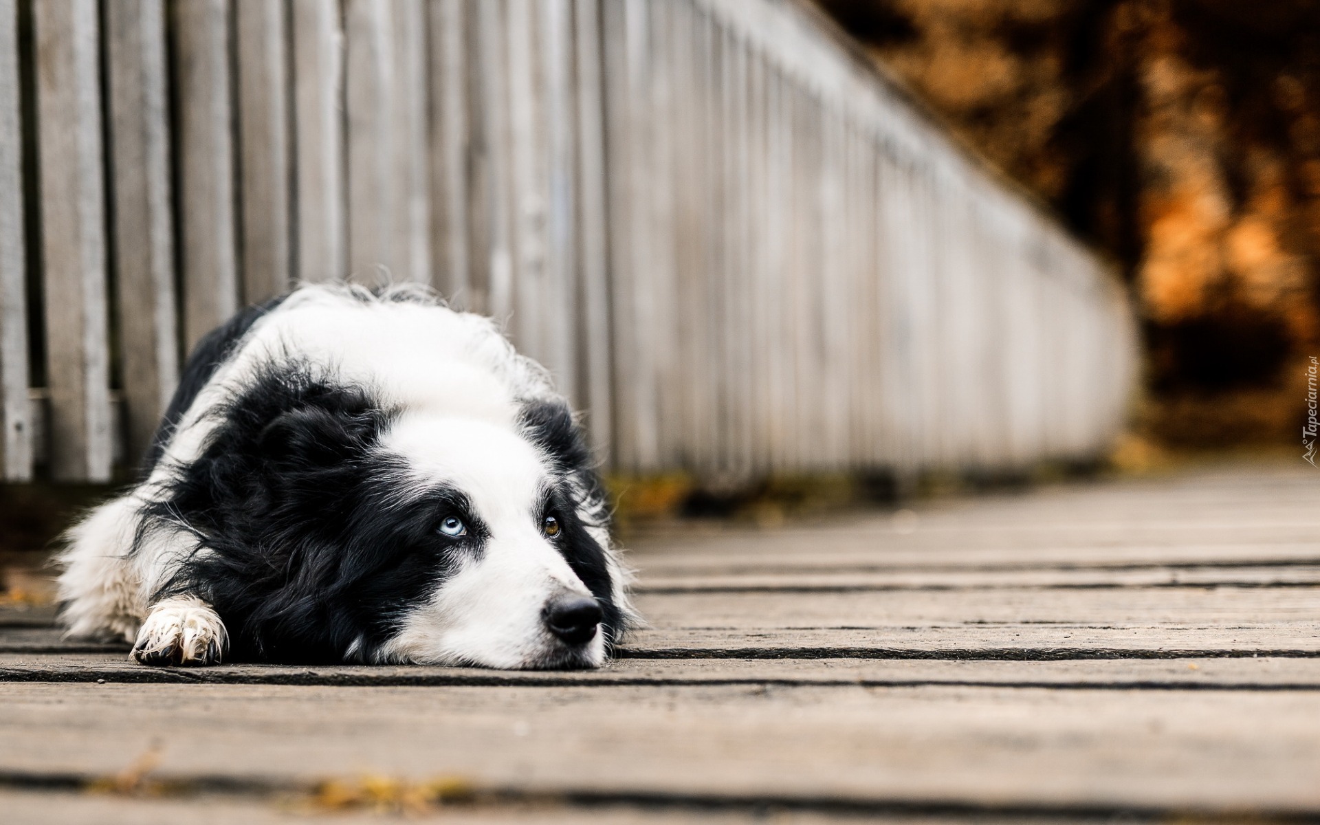 Border collie, Most, Rozmycie