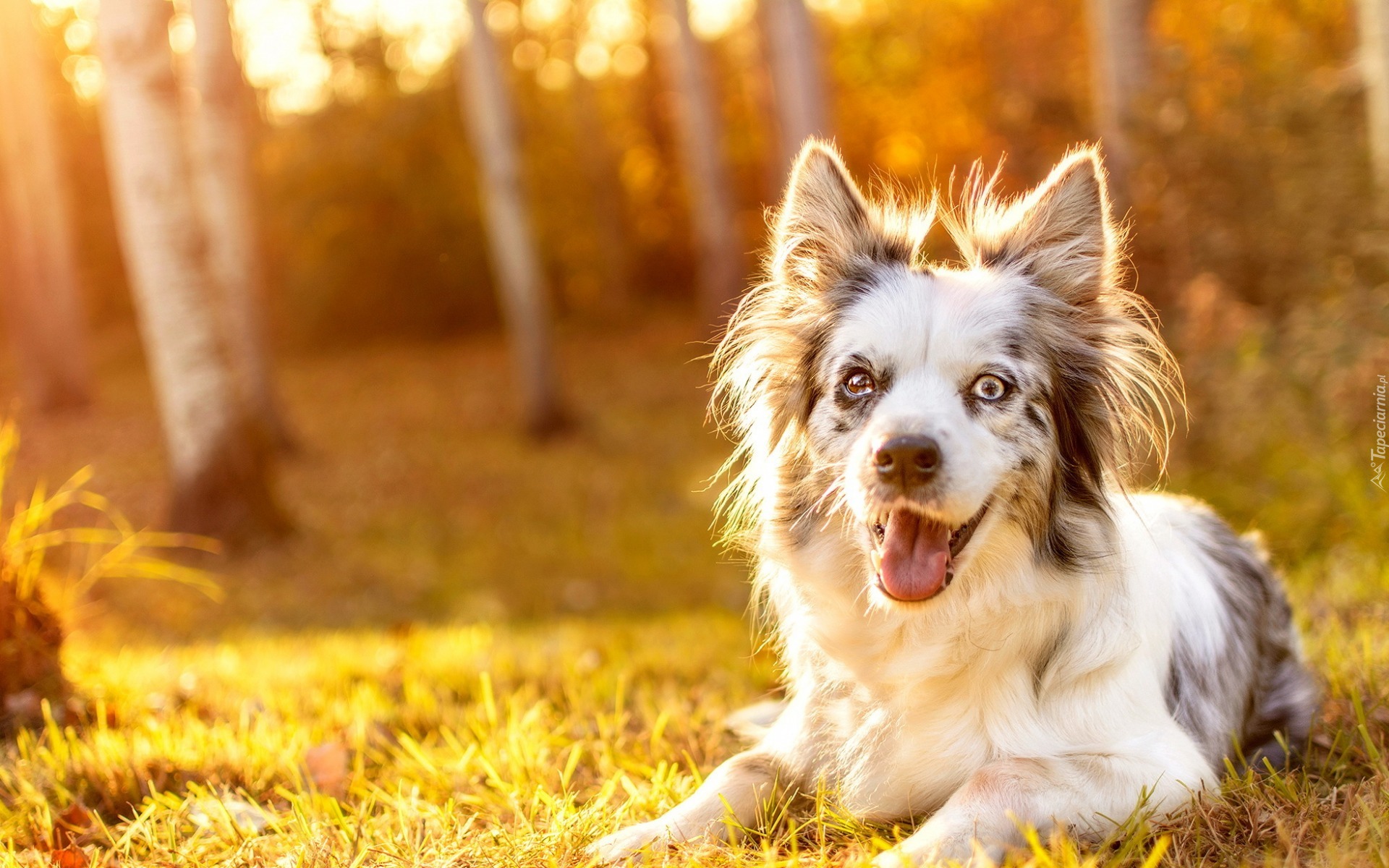 Border collie, Polana