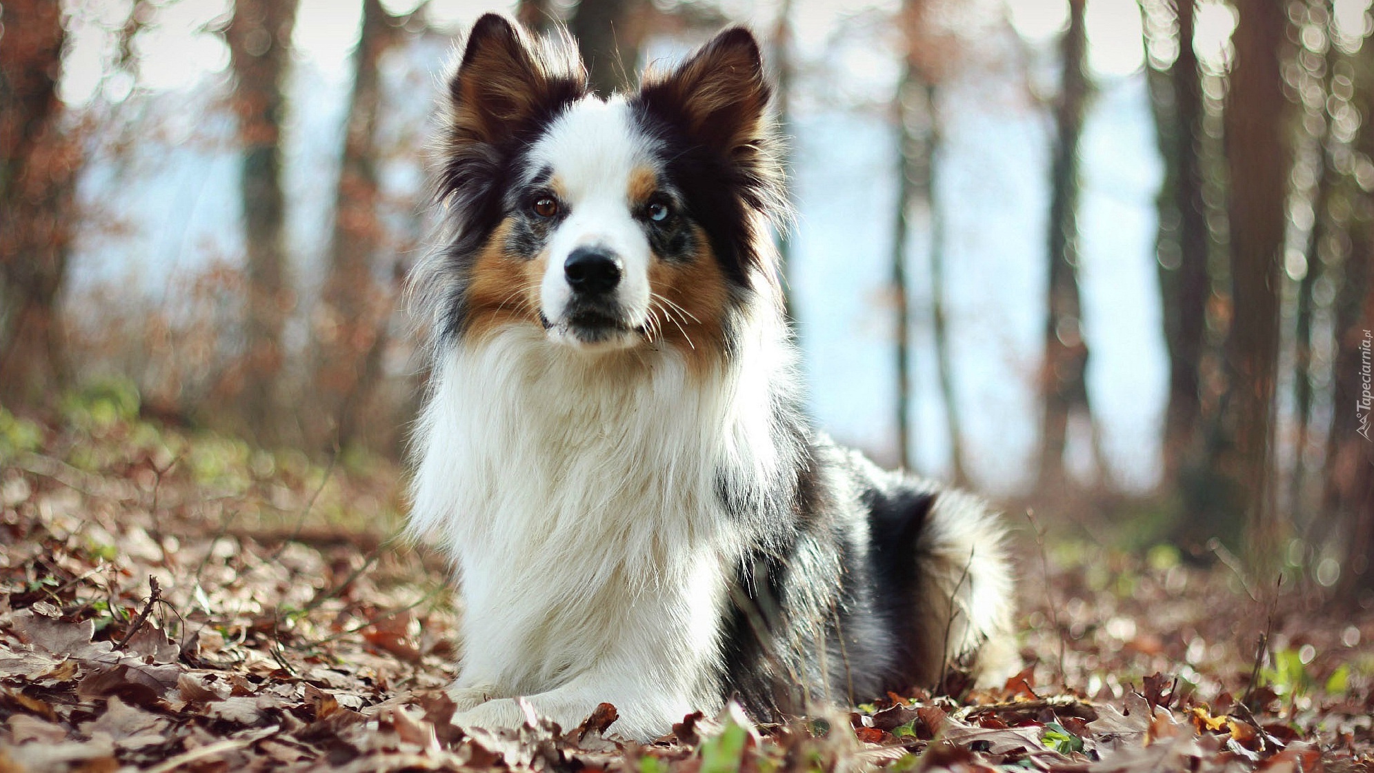 Border collie, Las, Liście