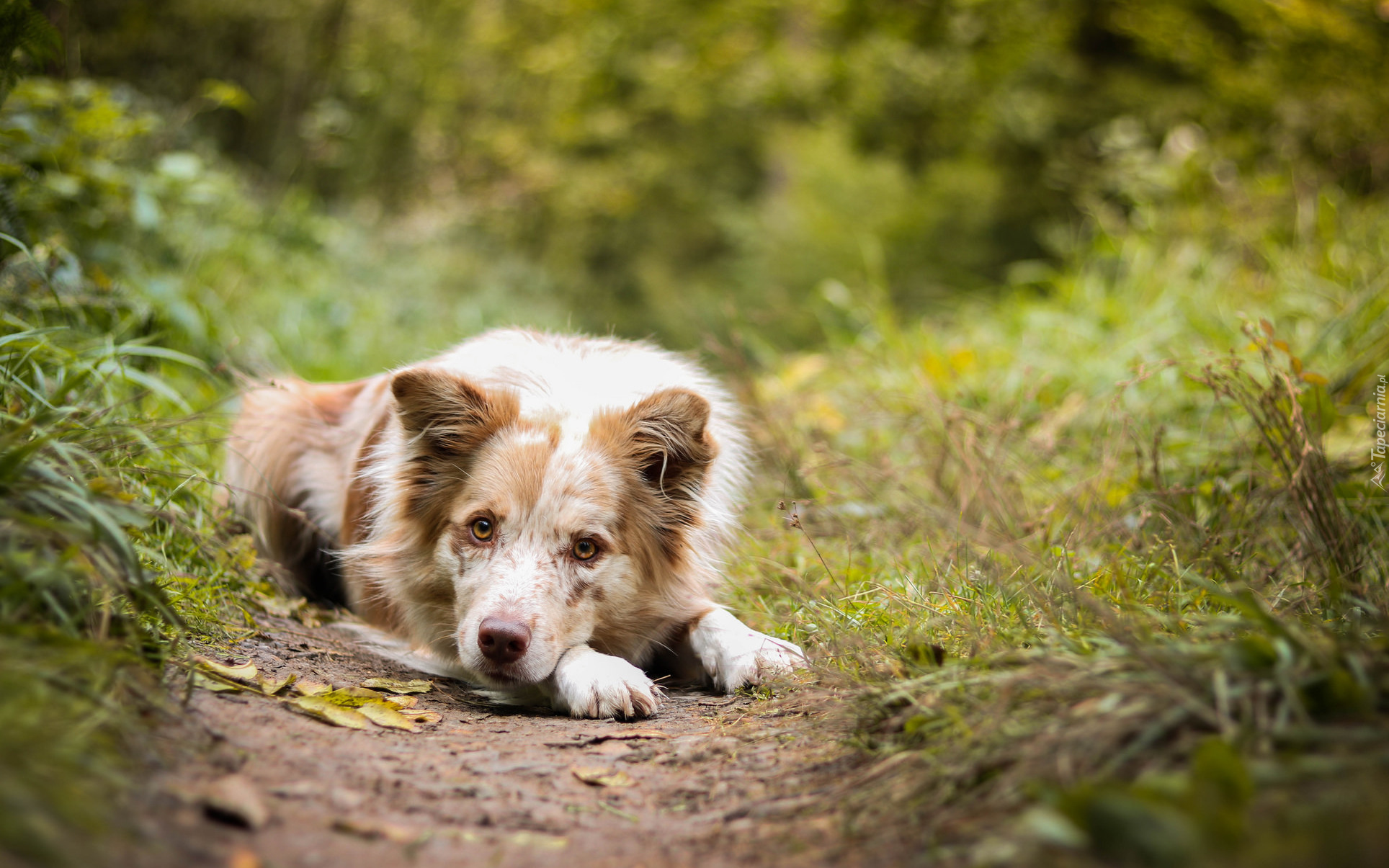 Border collie, Ścieżka, Trawa, Rośliny