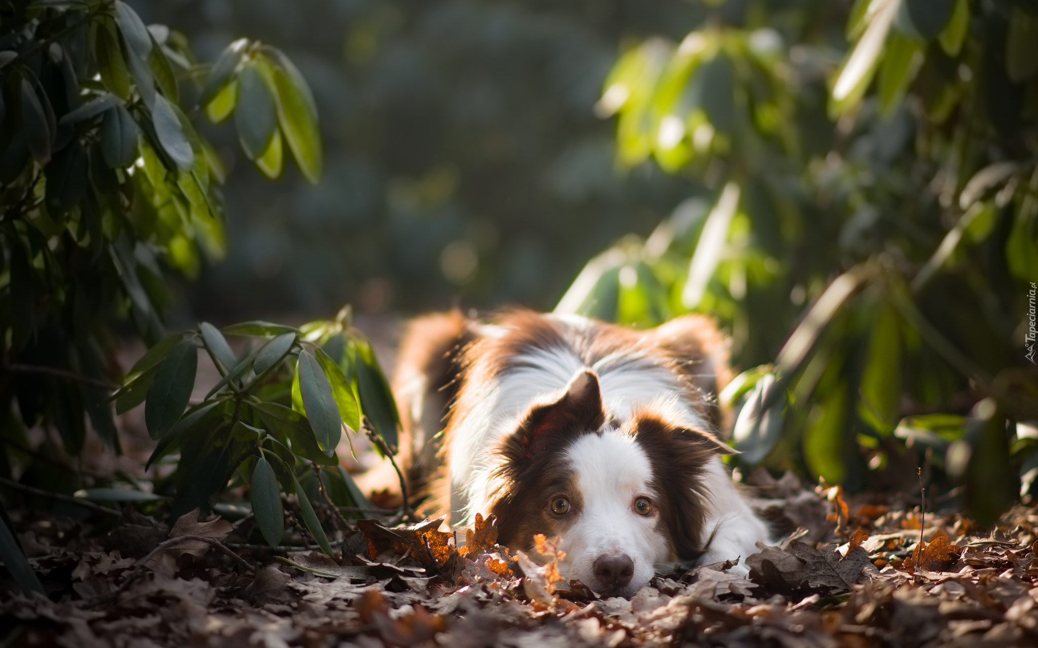 Leżący, Pies, Border collie, Rośliny, Liście