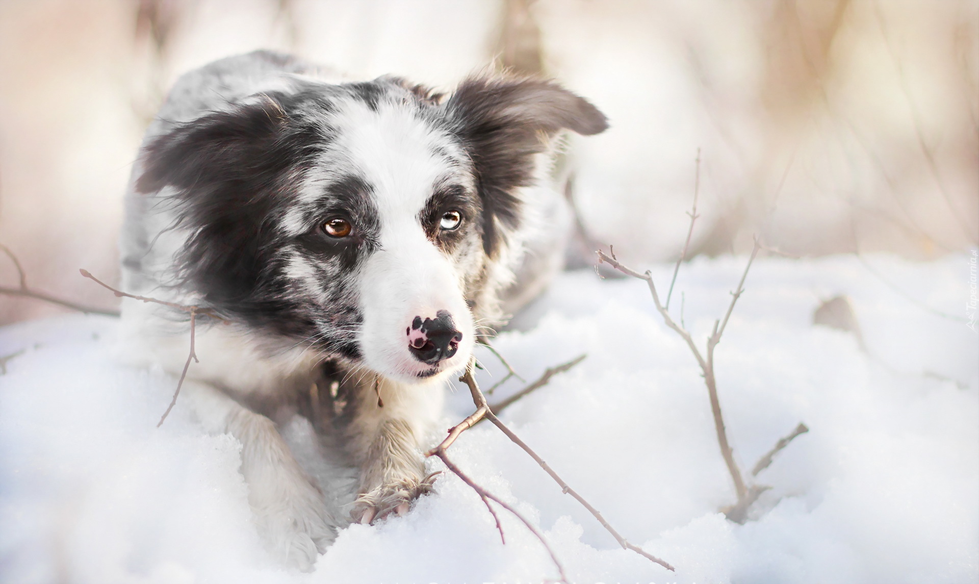 Border collie, Śnieg