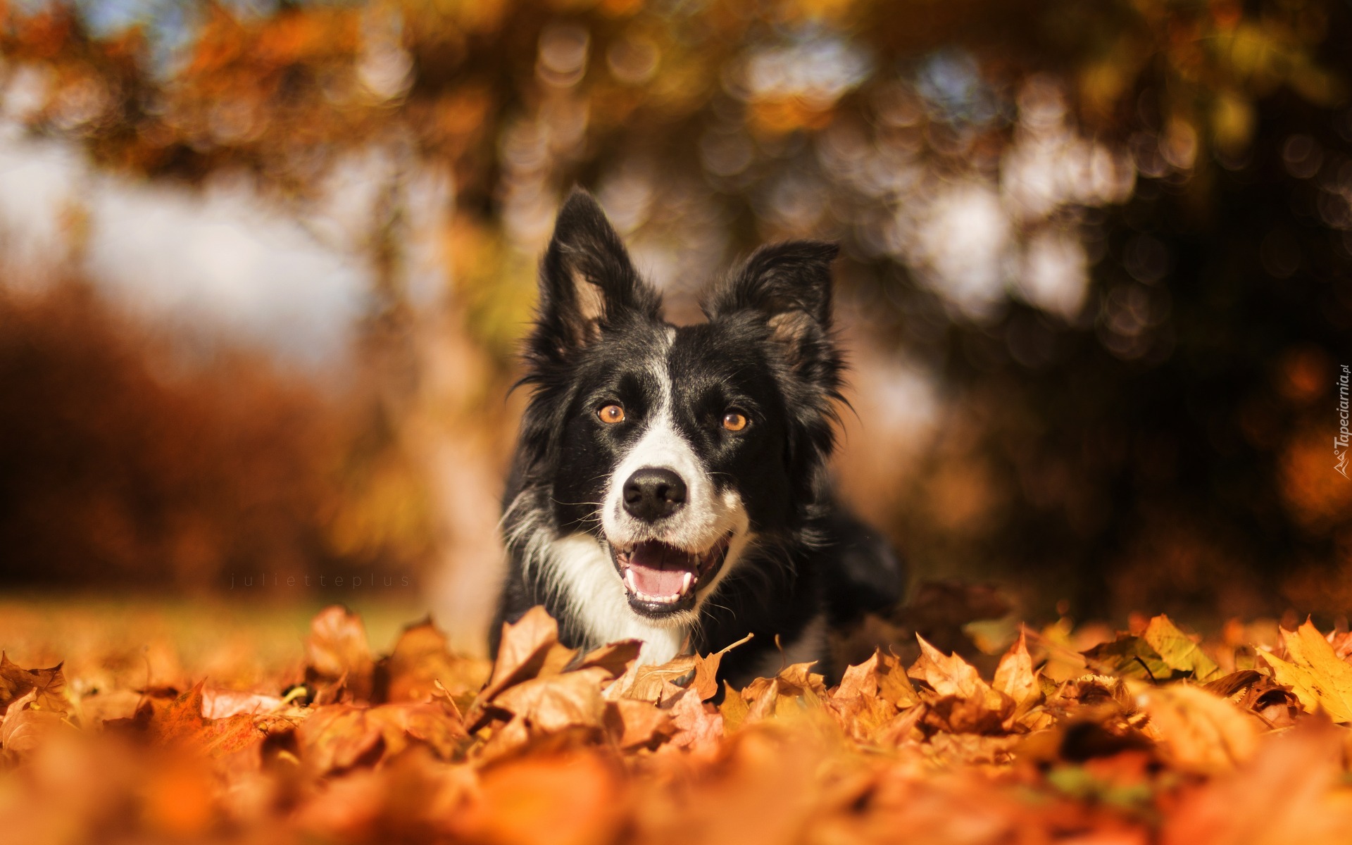 Border collie, Suche, Liście, Bokeh