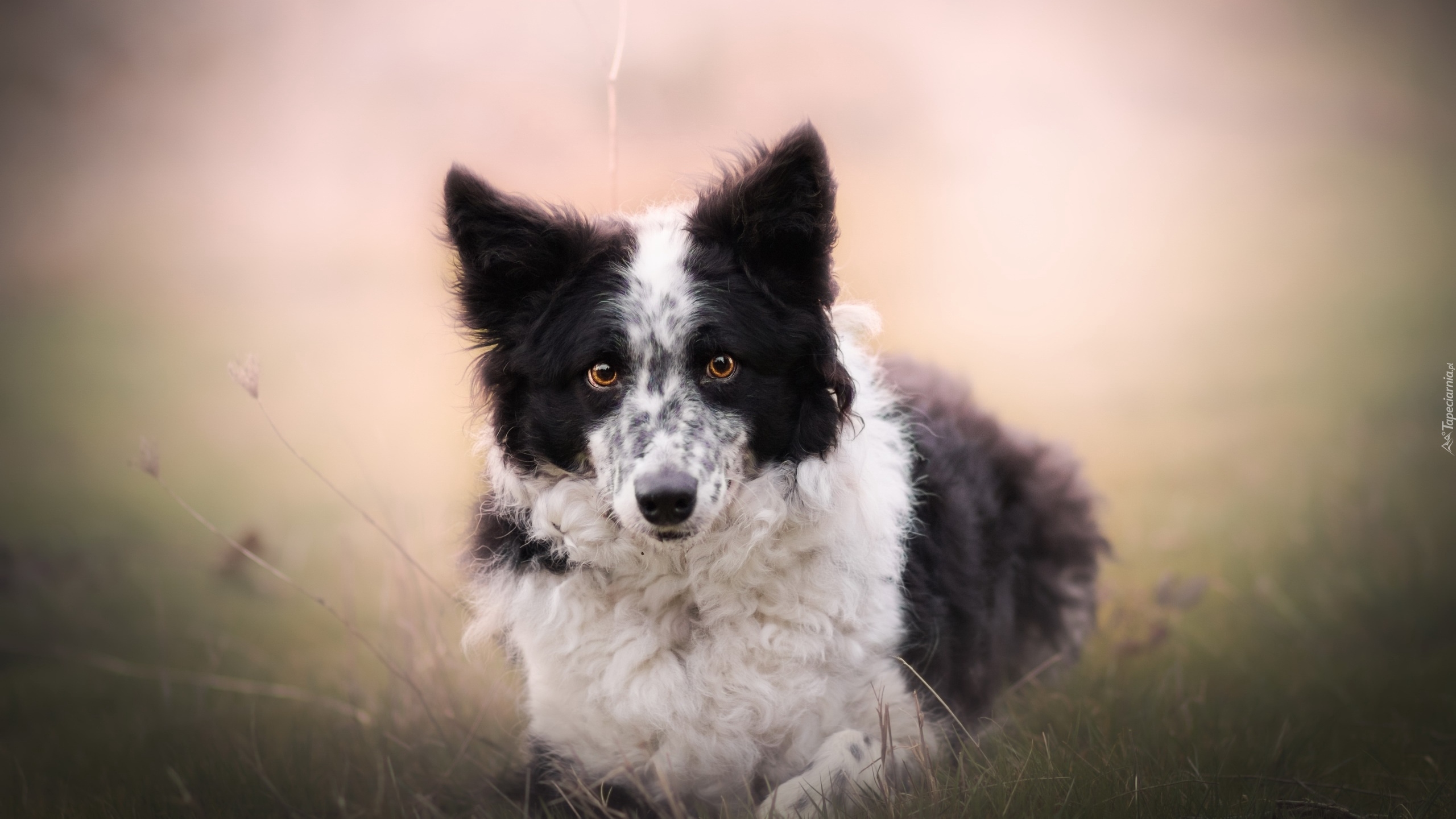 Pies, Border collie, Łąka, Rozmyte, Tło