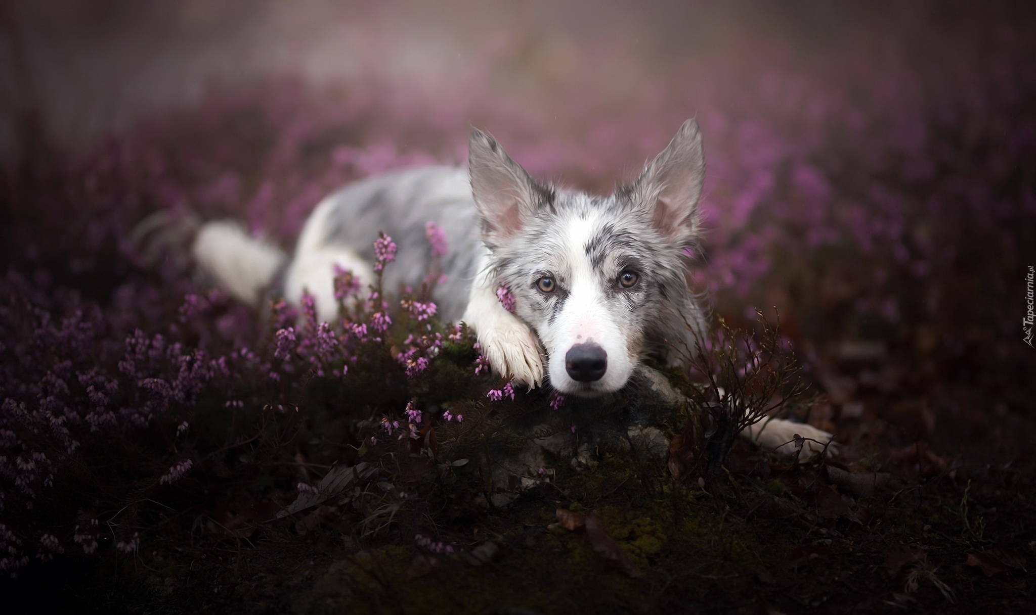 Leżący, Border collie, Wrzos