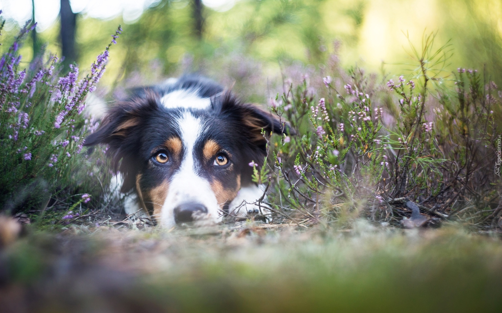 Leżący, Border Collie, Mordka, Wrzos