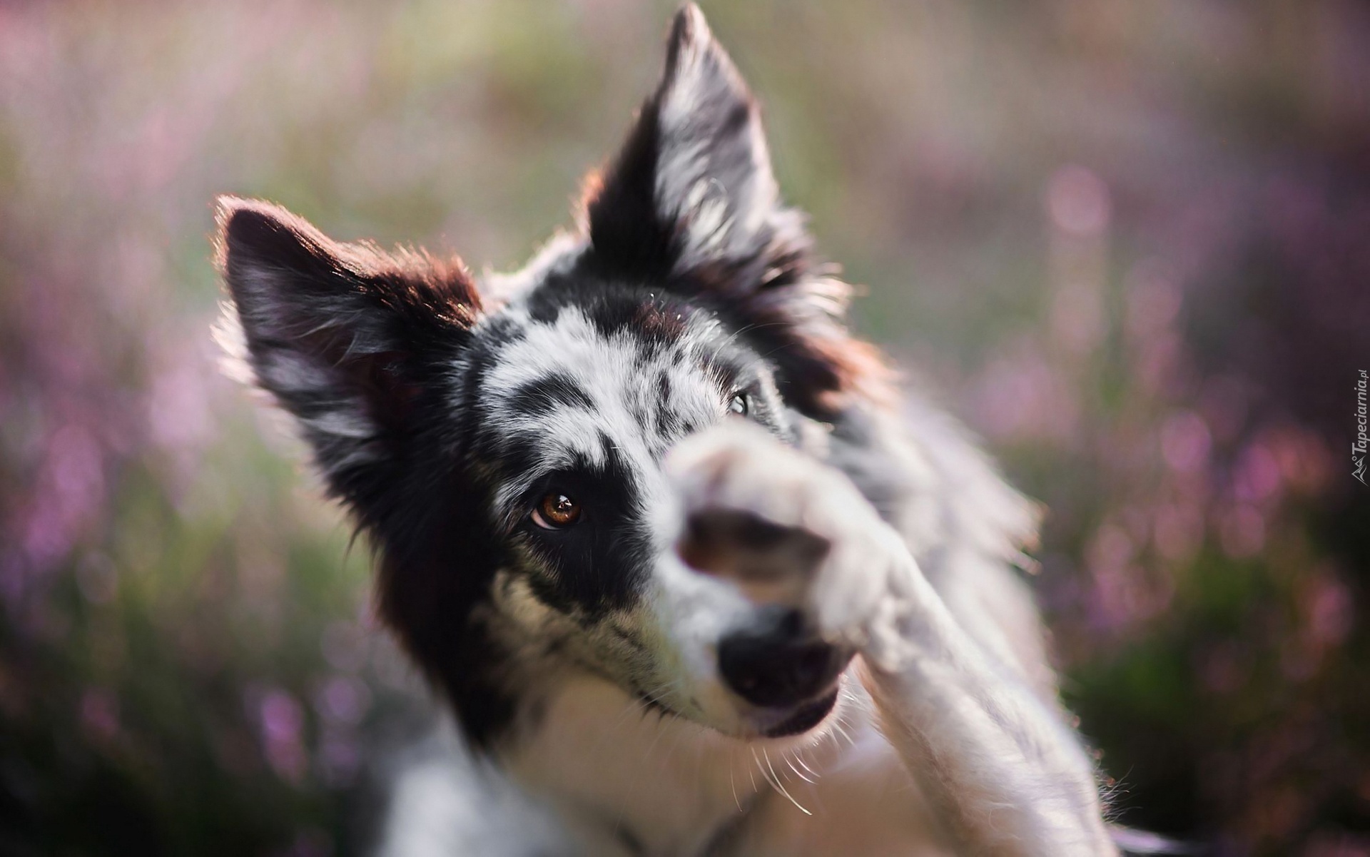 Border collie, Pyszczek, Łapka