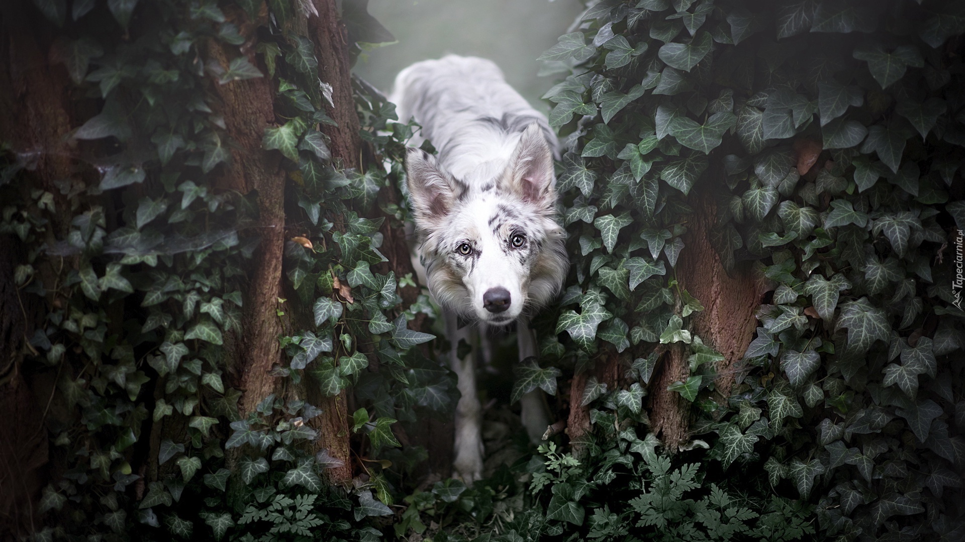 Border collie, Bluszcz