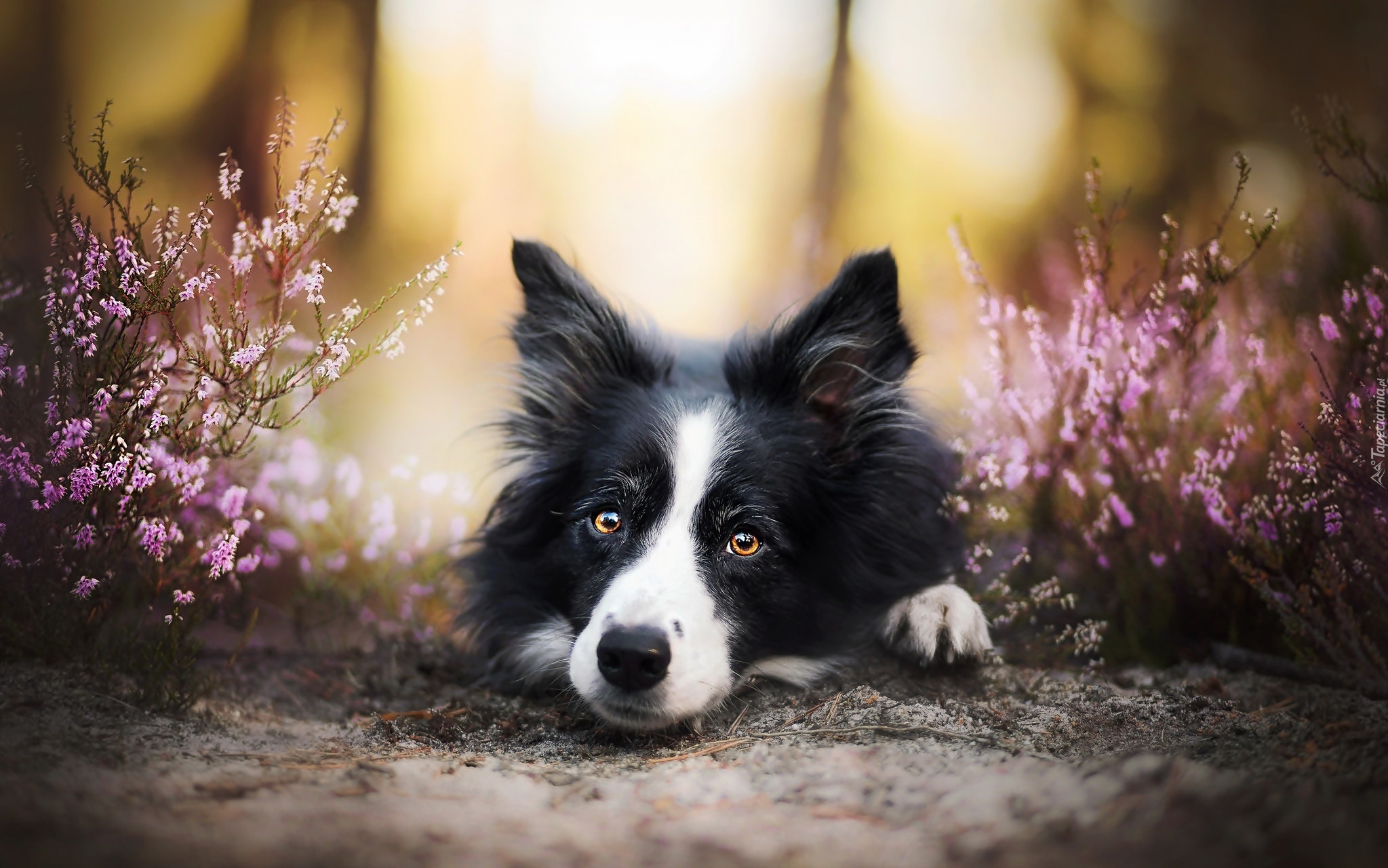 Border collie, Wrzosy