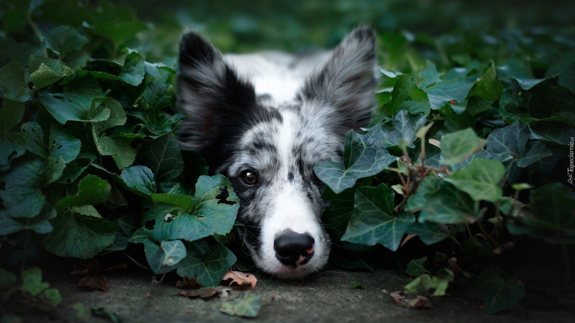 Pies, Border collie, Mordka, Roślina, Bluszcz, Listki