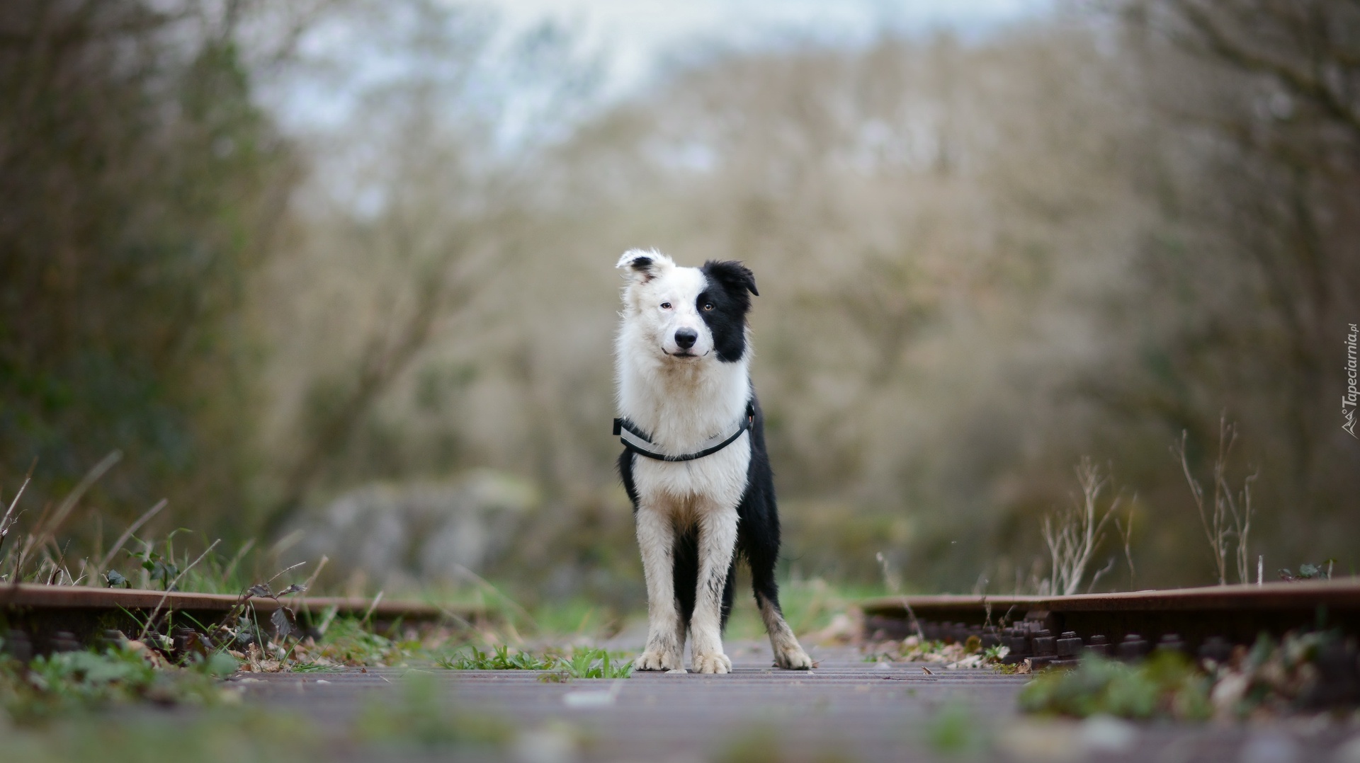 Border collie, Tory