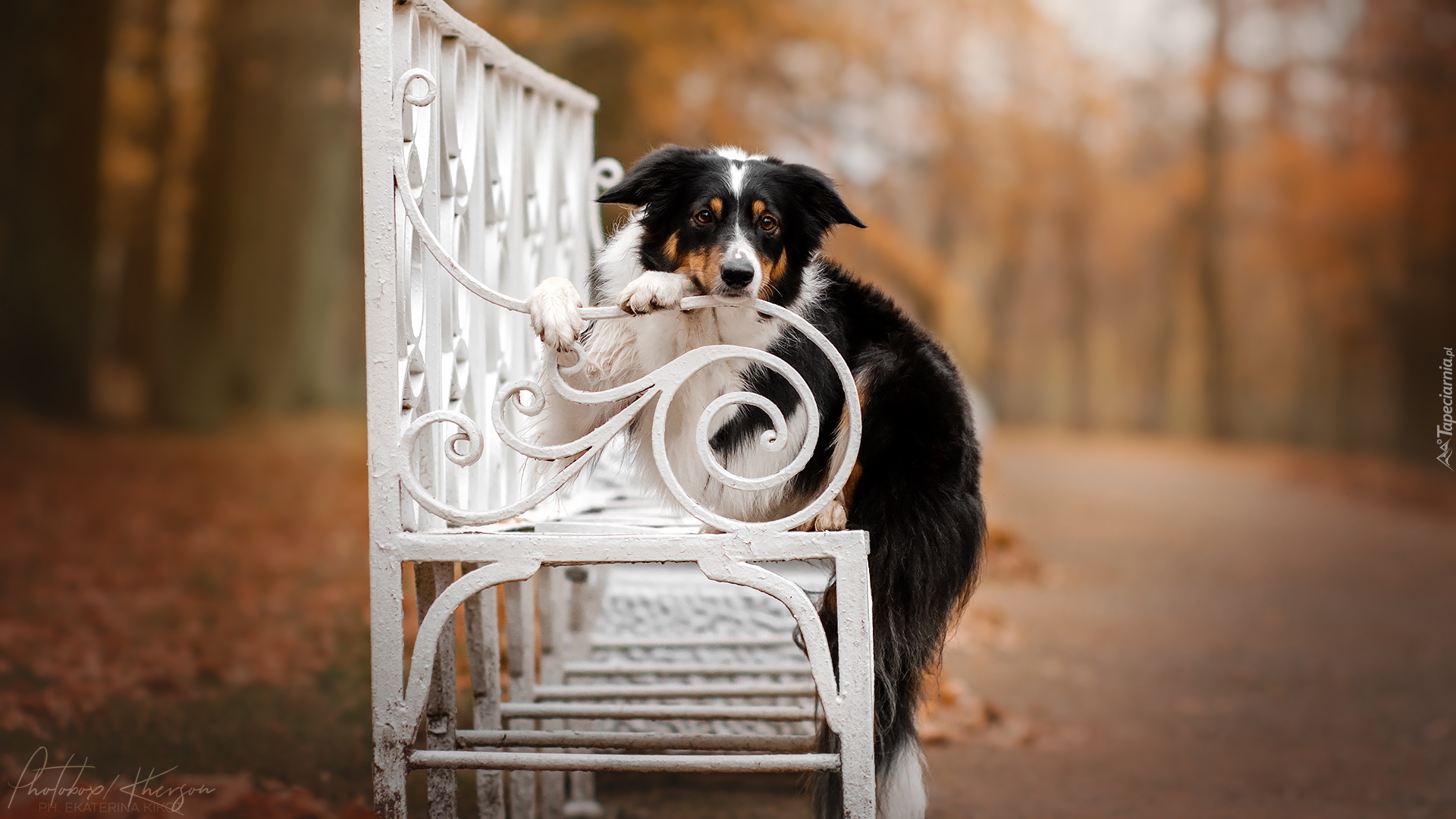 Pies, Border collie, Biała, Ławka