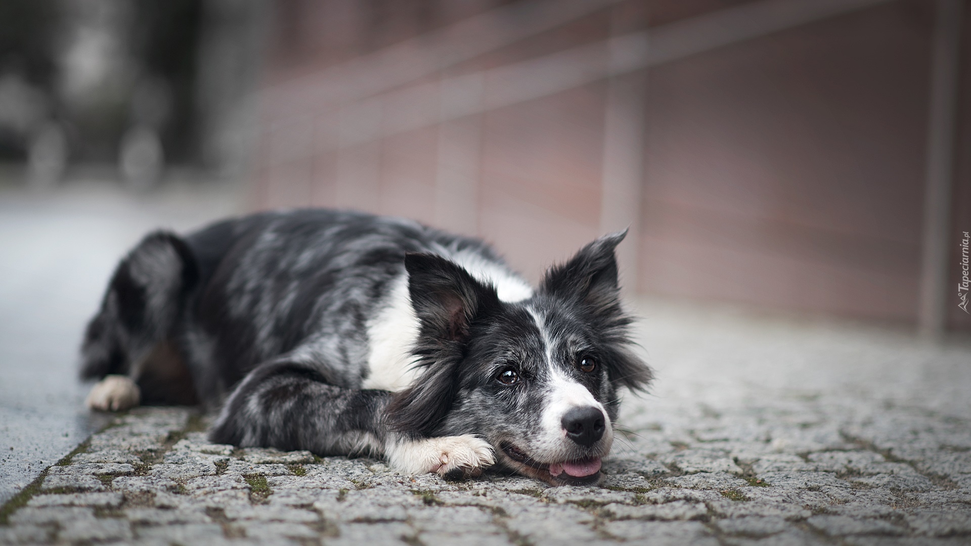 Pies, Border collie, Mordka, Bruk