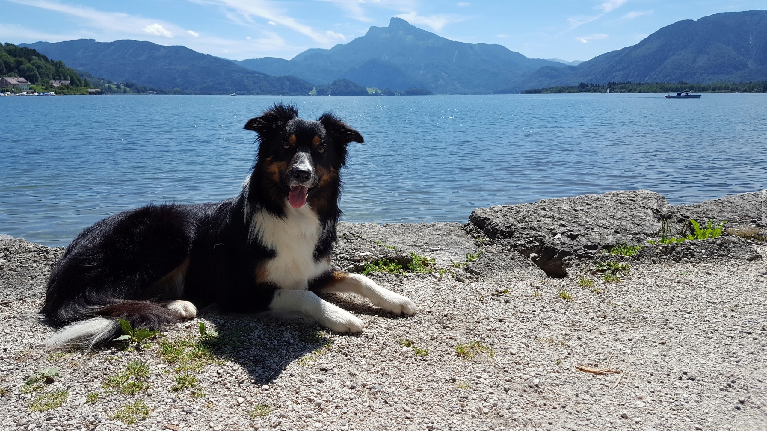 Pies, Border collie, Jezioro, Góry