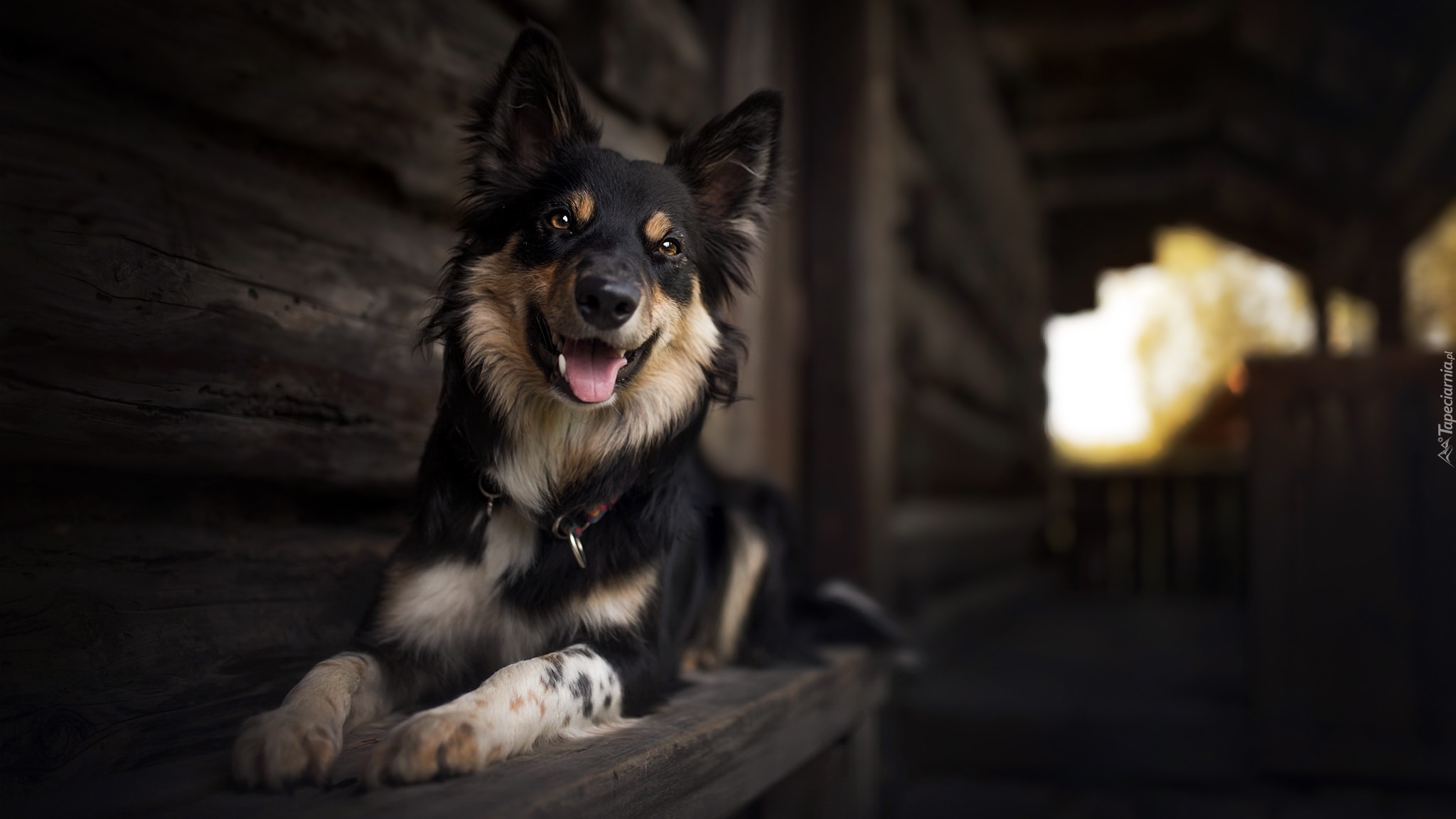 Pies, Border Collie, Ławka, Dom