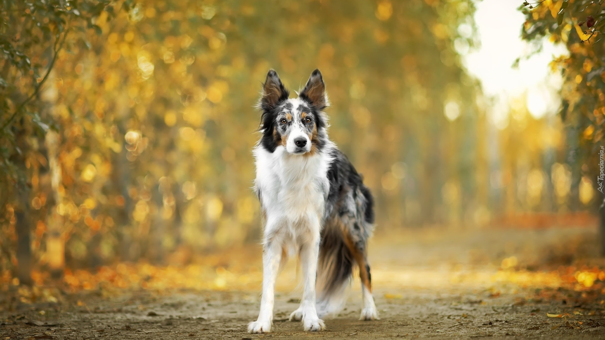 Pies, Border collie, Droga