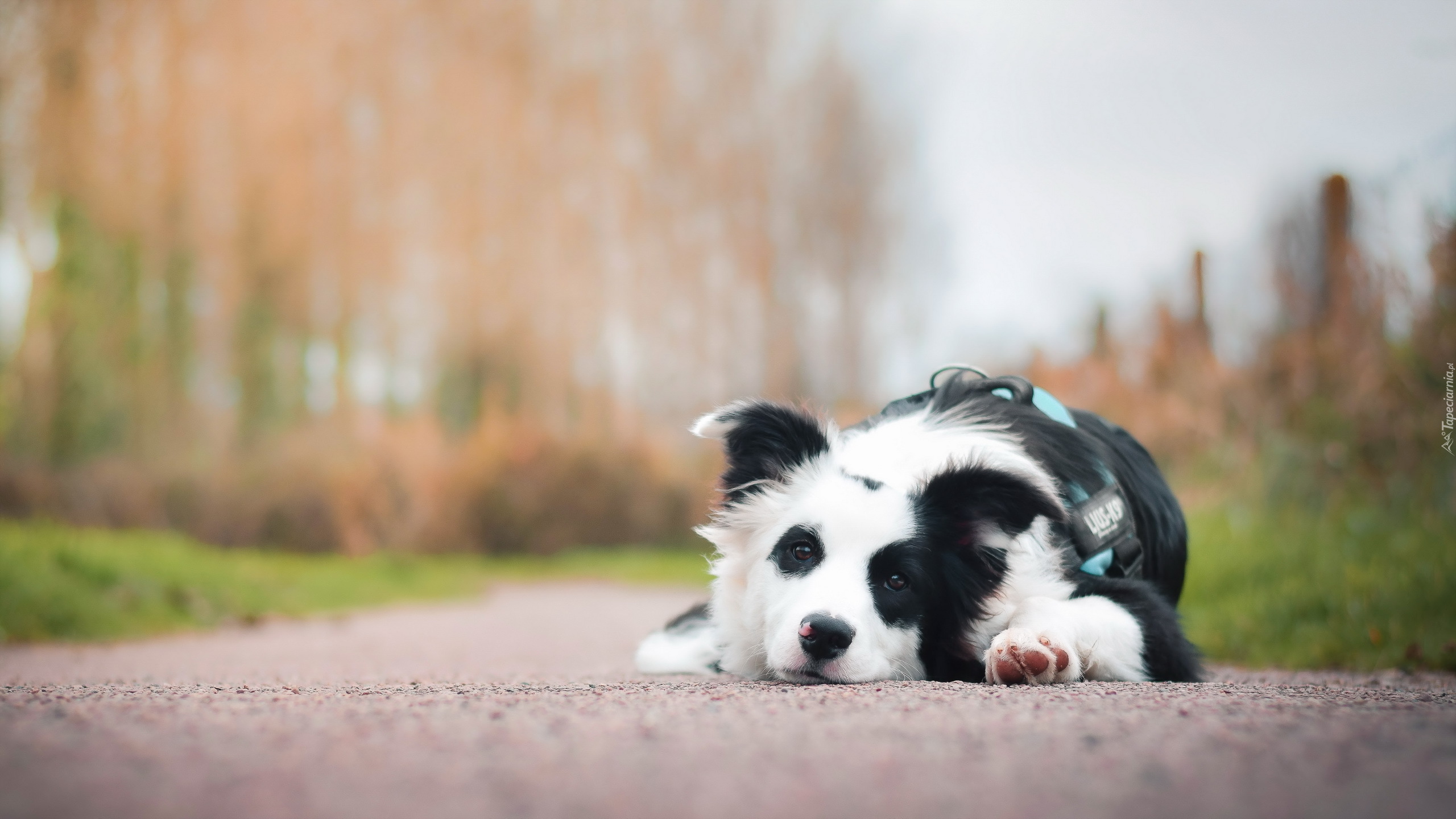 Pies, Border, Collie, Droga